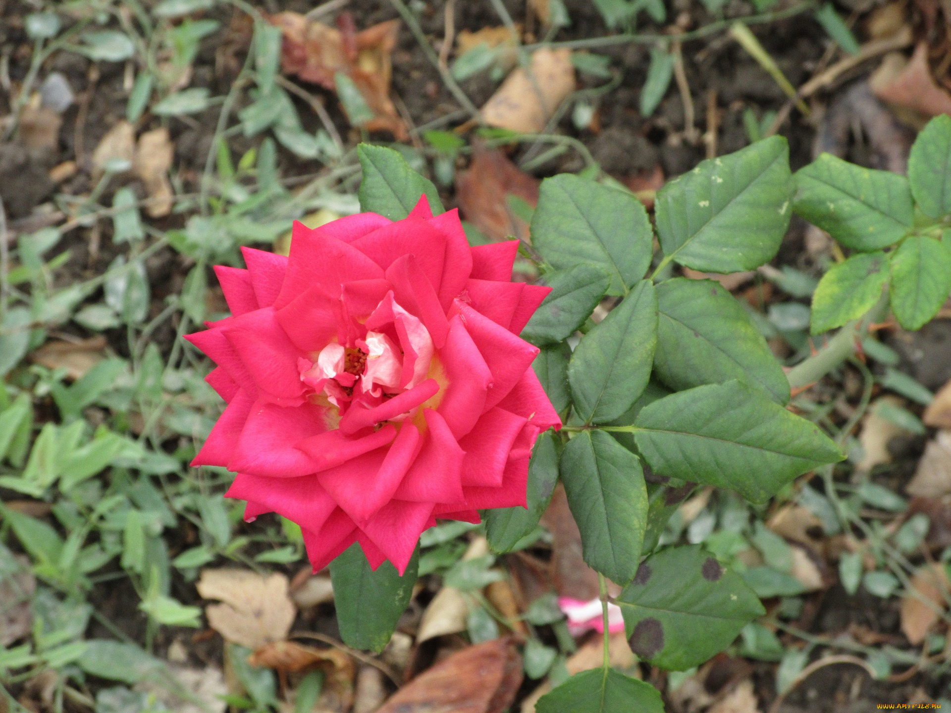 цветы, розы, осень