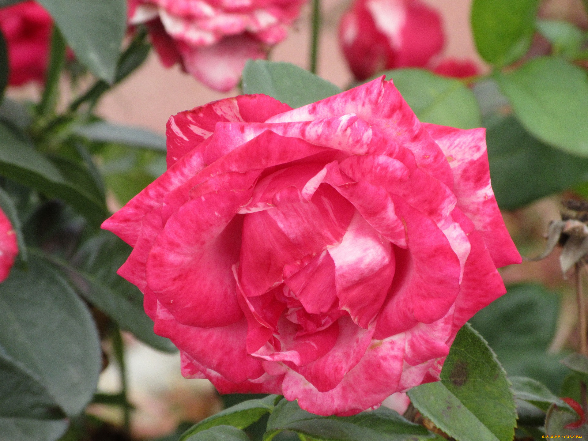 цветы, розы, осень