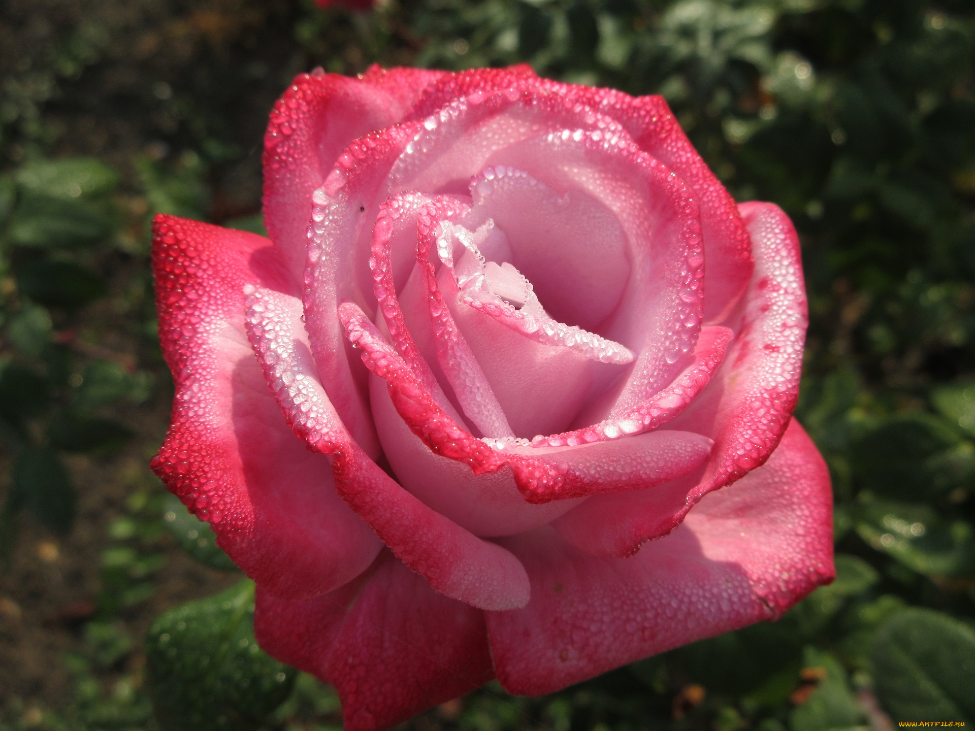 цветы, розы, осень