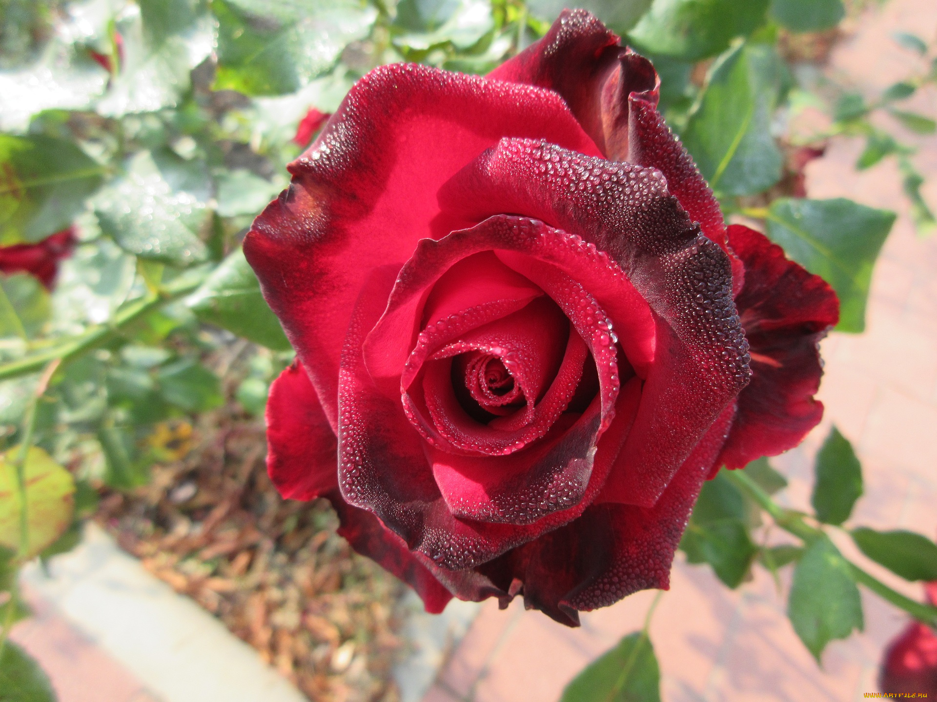 цветы, розы, осень