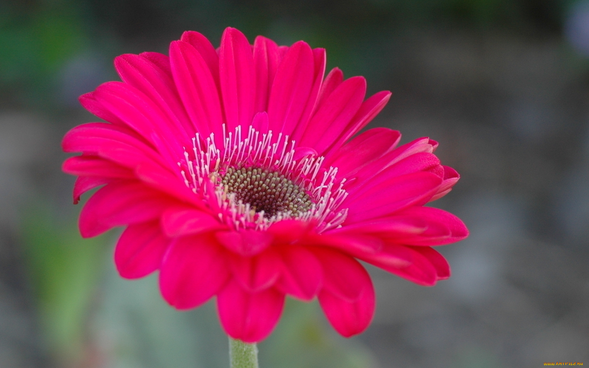 цветы, герберы, фон, цветок, розовая, гербера