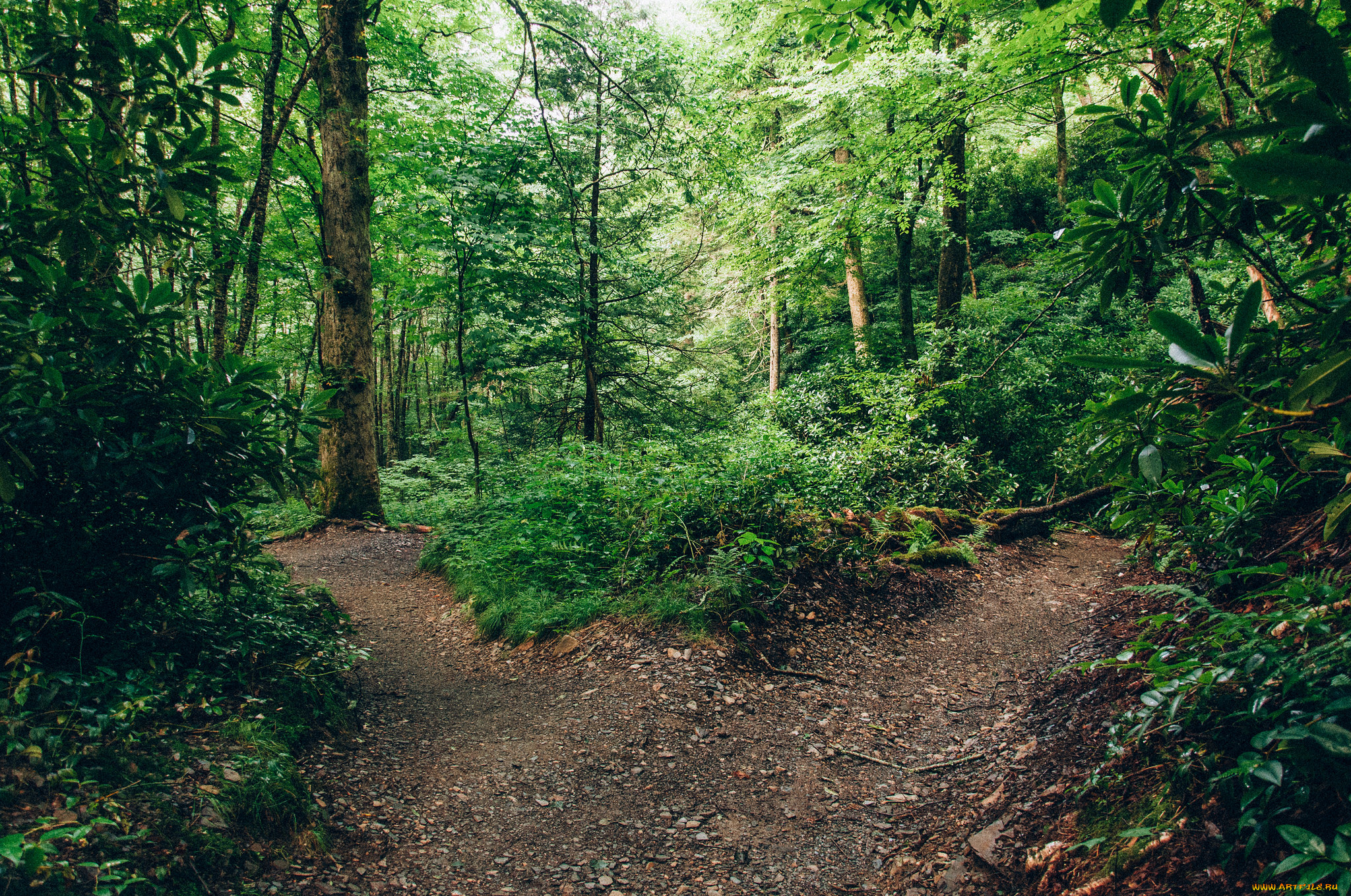 природа, лес, простор