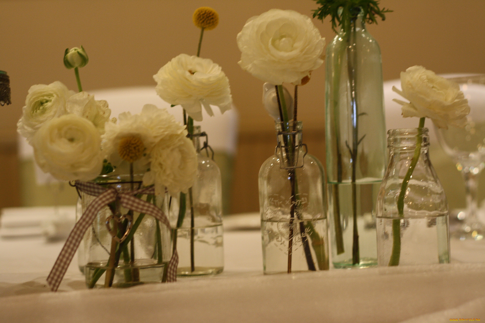 цветы, ранункулюс, , азиатский, лютик, азиатский, лютик, ранункулюс, белые, бутоны