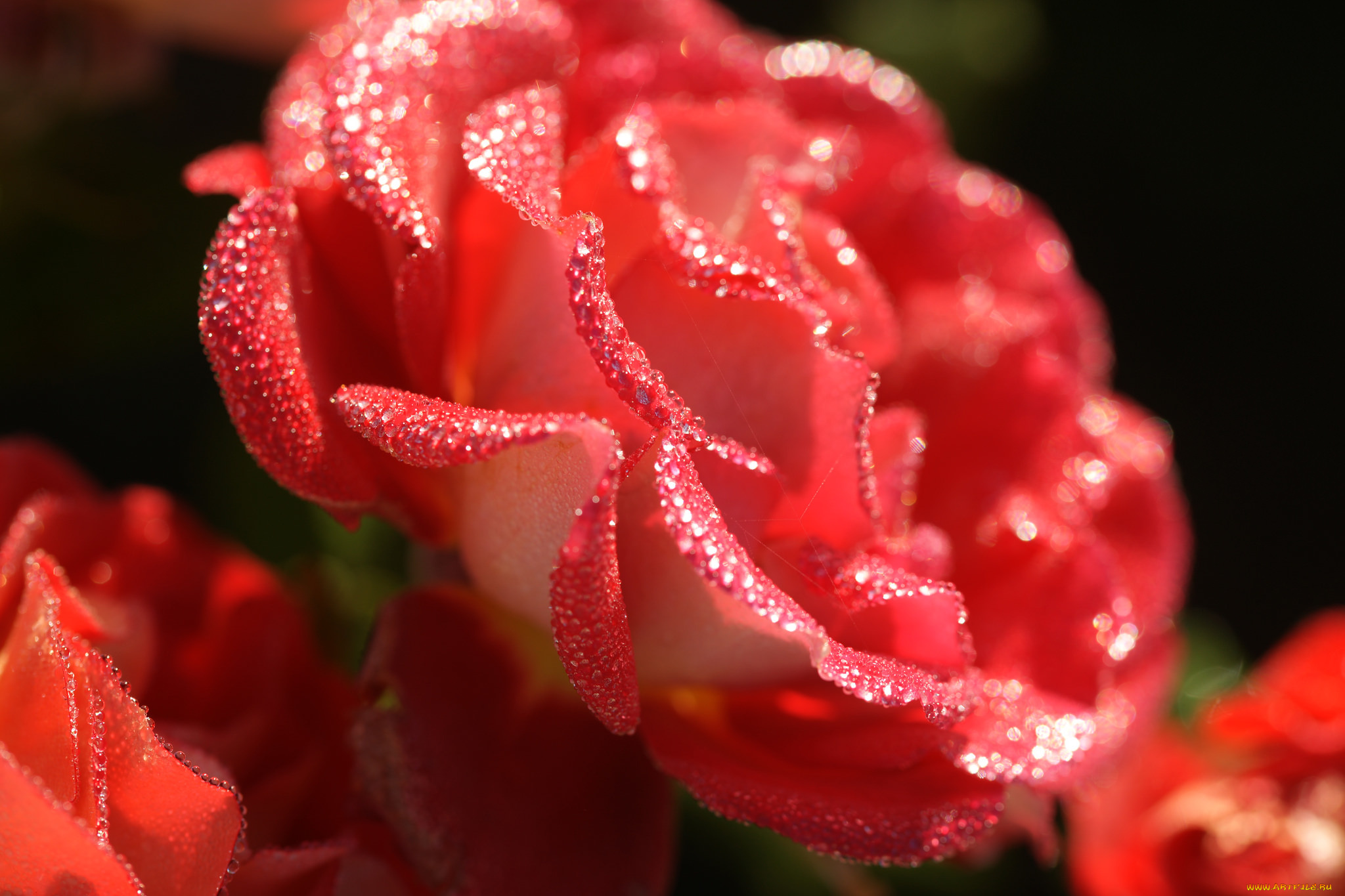 цветы, розы, blossoms, leaves, petals, bud, rose, цветение, листья, лепестки, бутон, роза