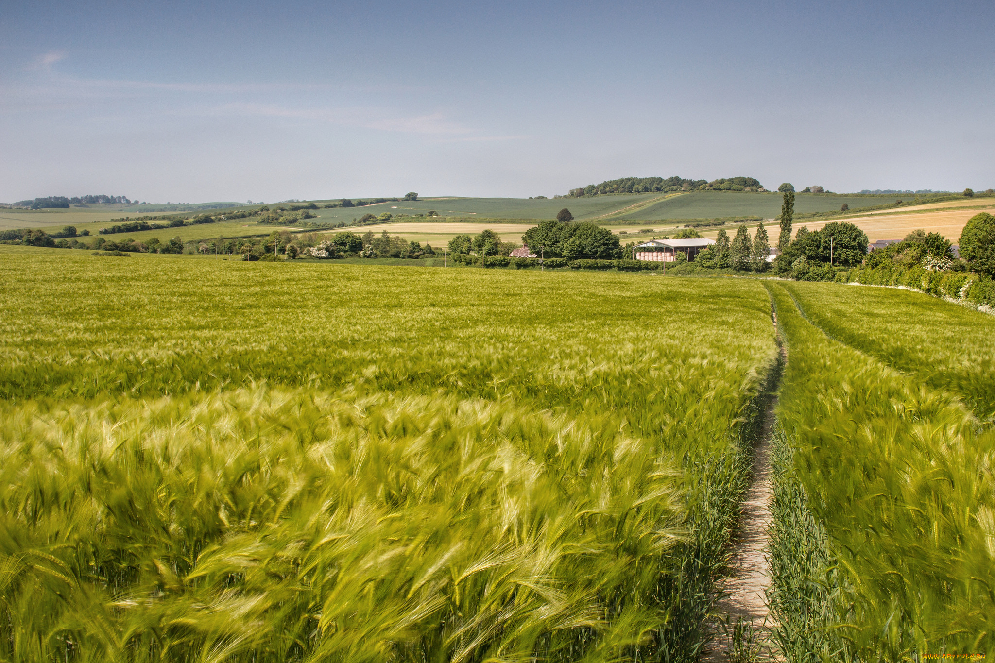 природа, поля, простор