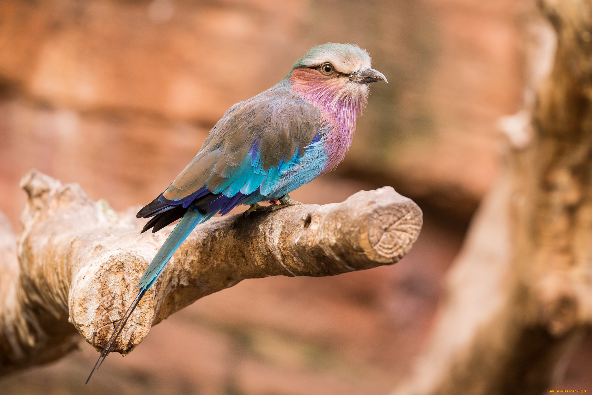 животные, птицы, птица, радужная, ствол, природа