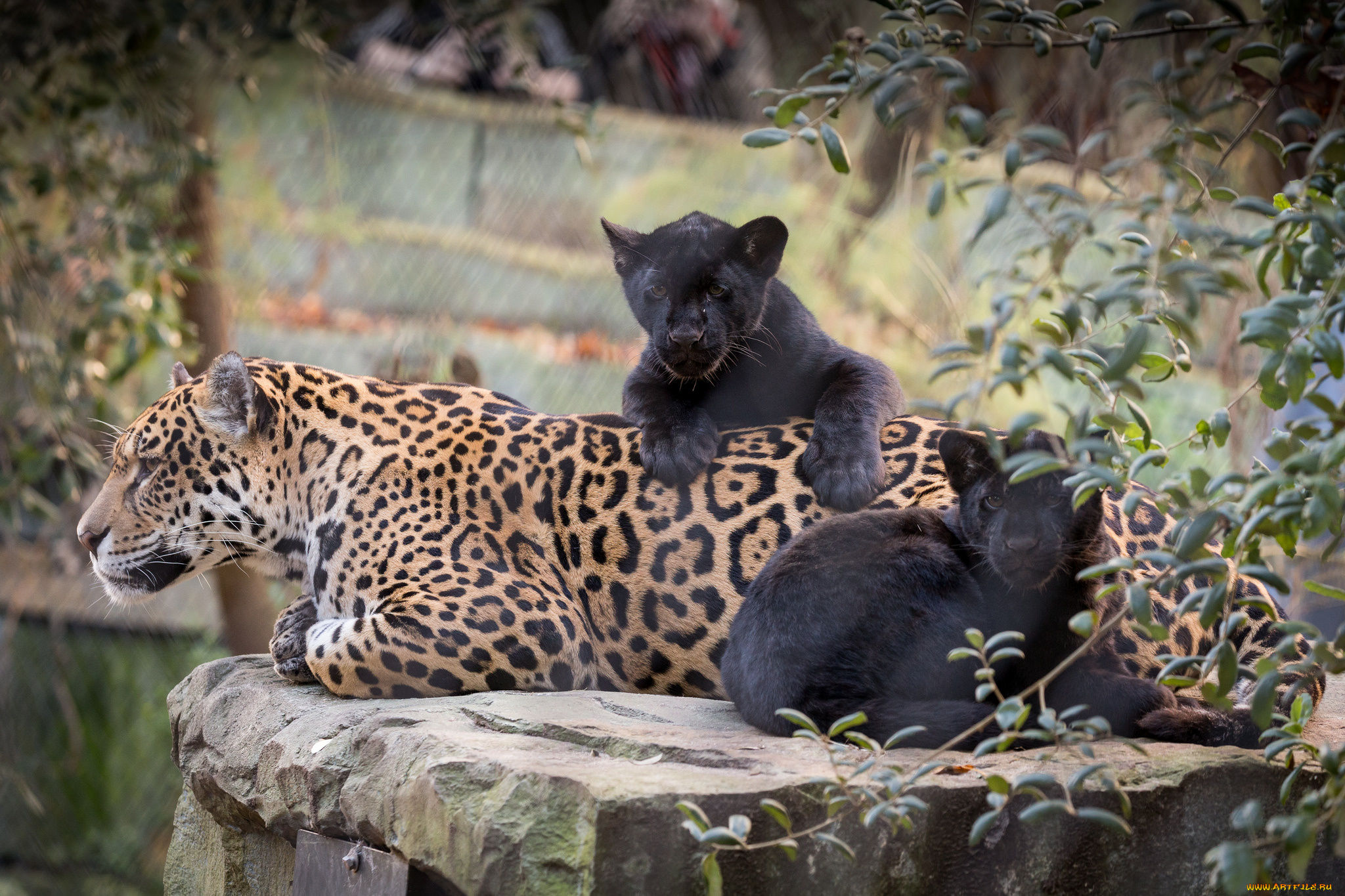 животные, Ягуары, мама, природа, малыш, ягуары, кошки