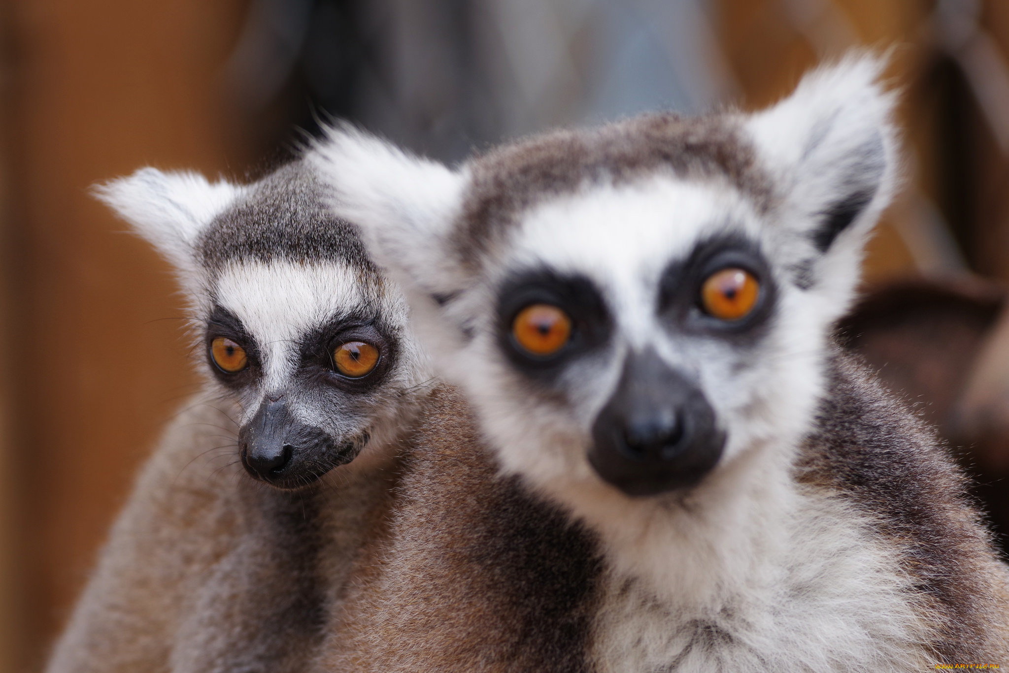 животные, лемуры, животное, лемур, взгляд, моська
