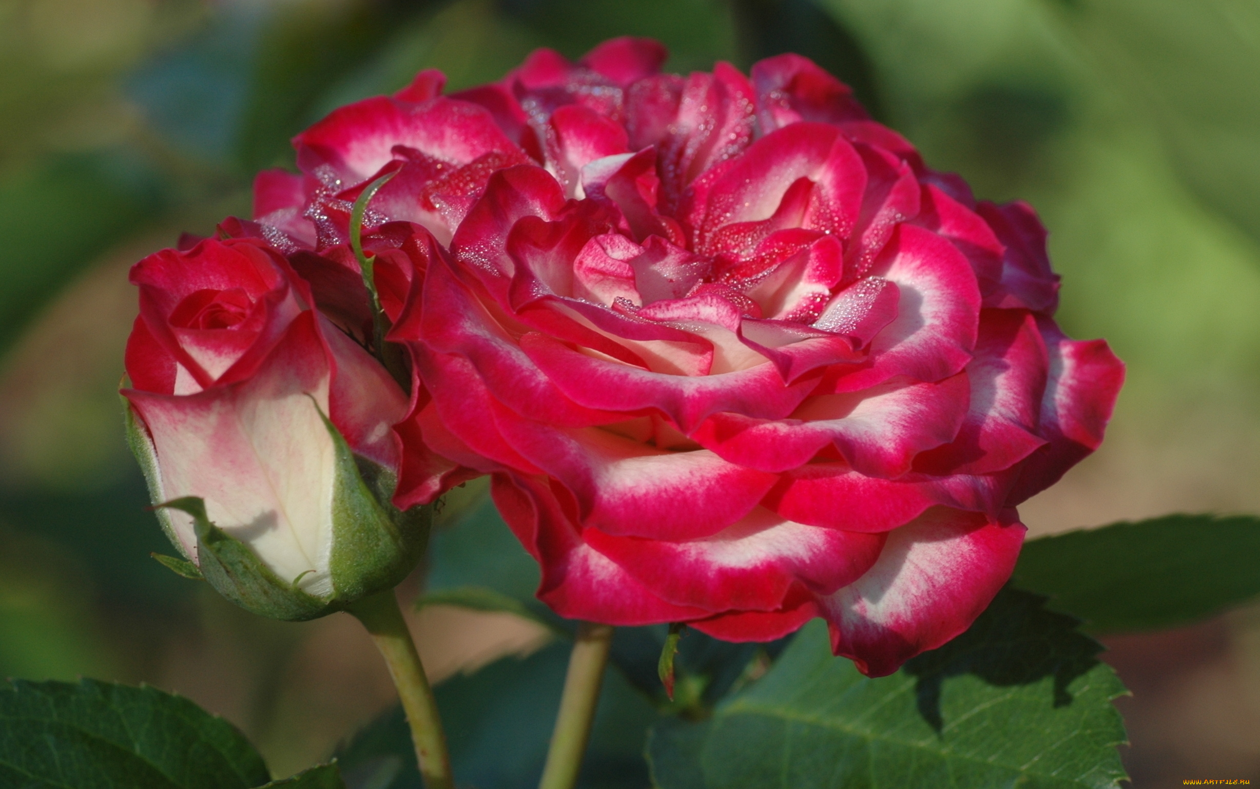 цветы, розы, bloom, bud, rose, цветение, бутон, роза