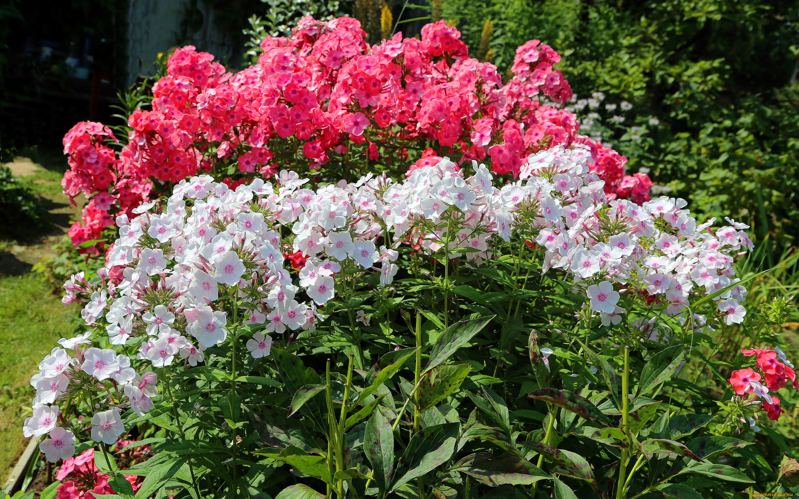 цветы, флоксы, белый, розовый