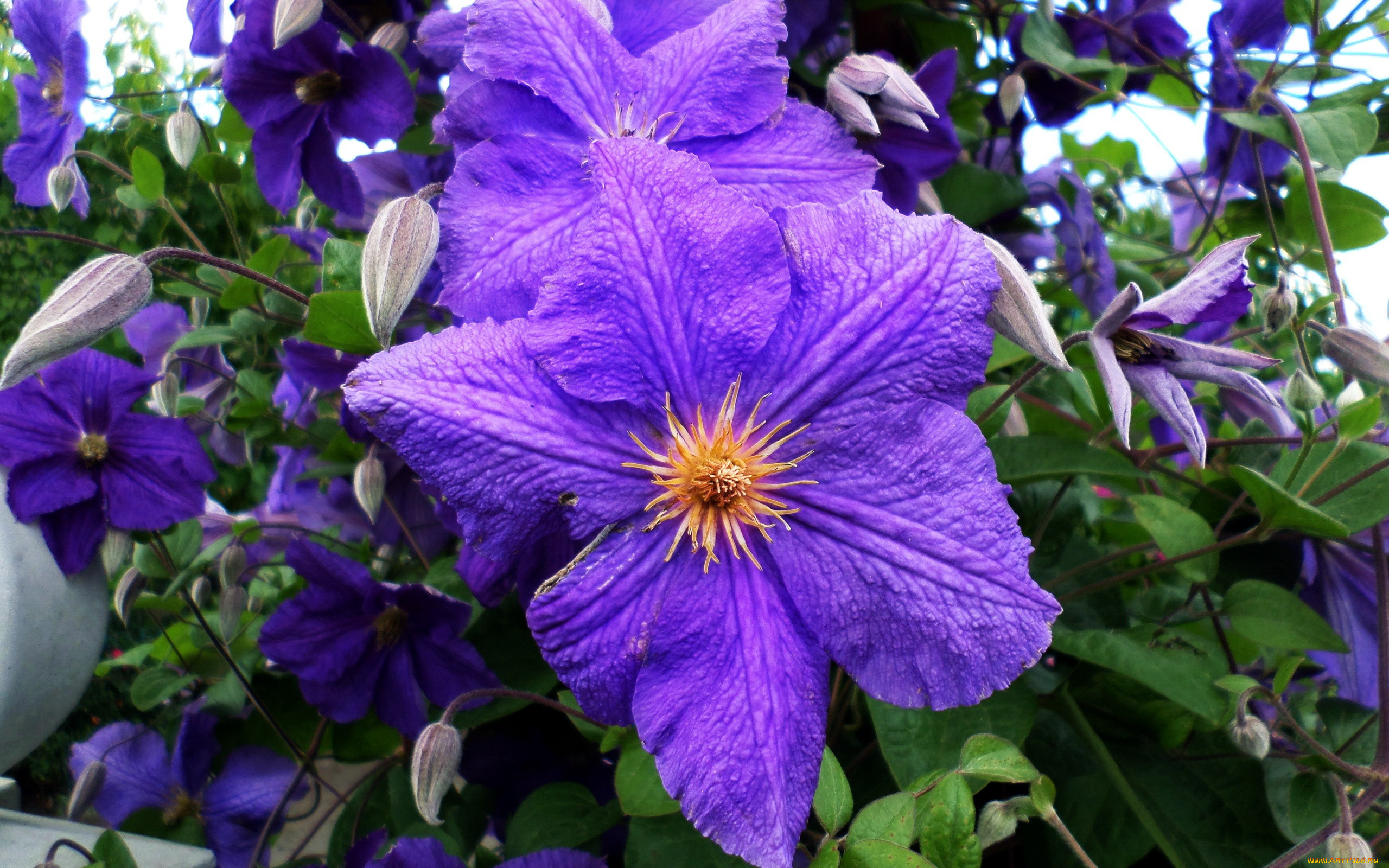 цветы, клематис, , ломонос, лиловый