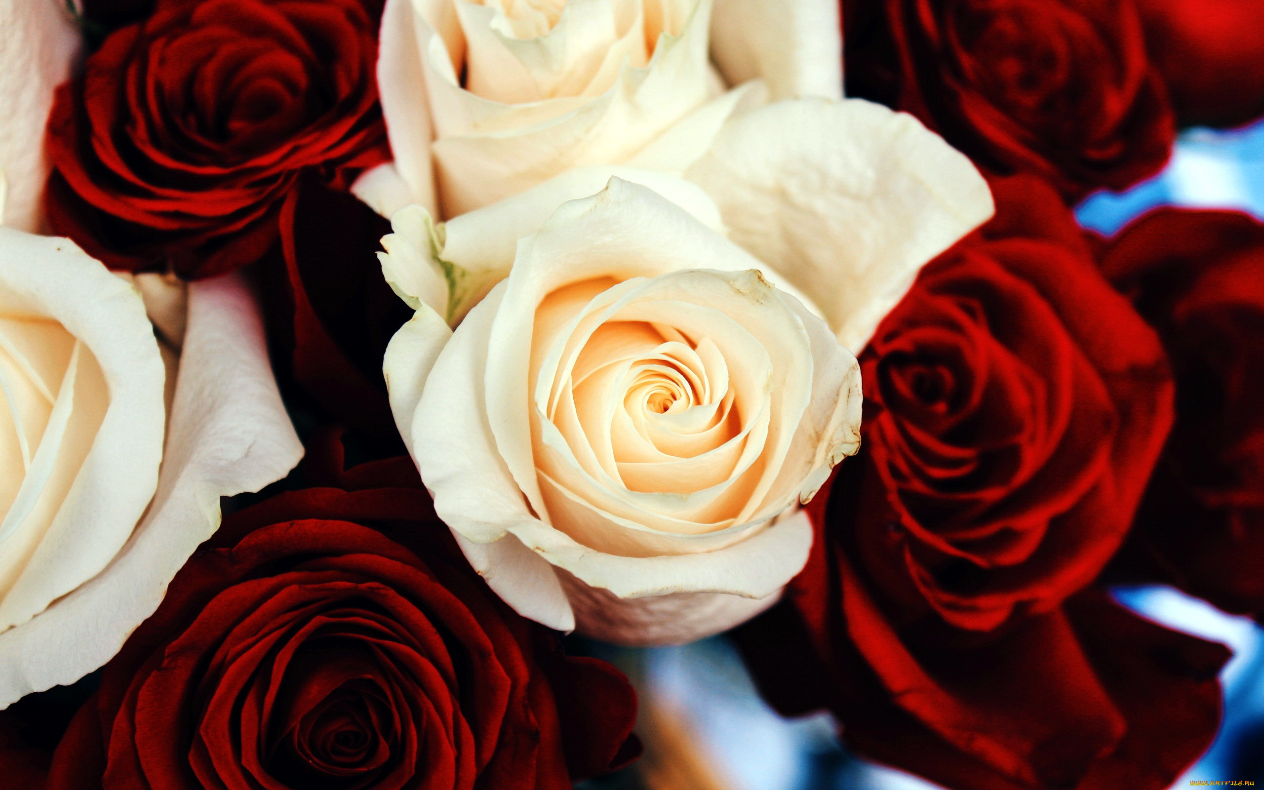 цветы, розы, бутоны