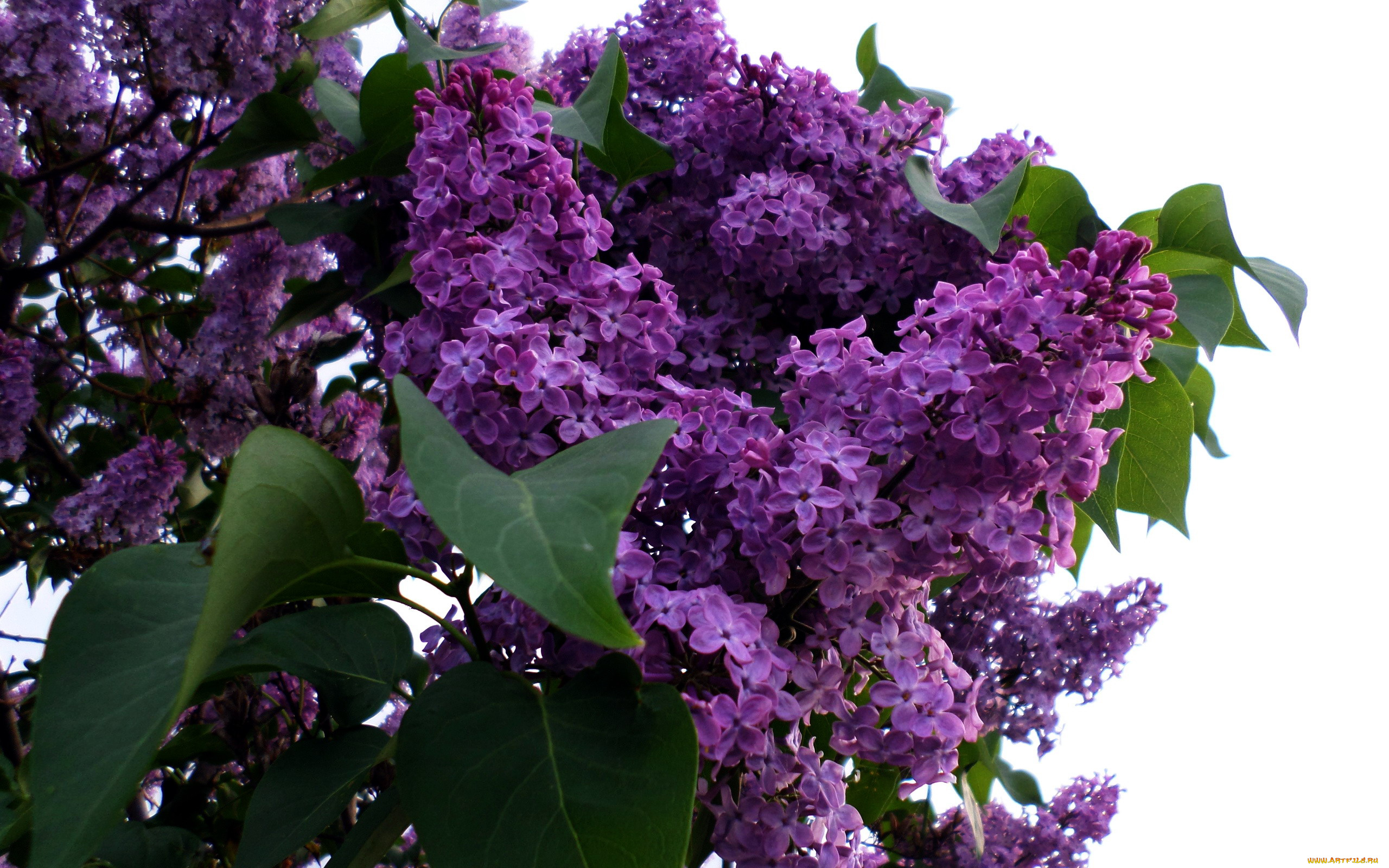 цветы, сирень, лиловый