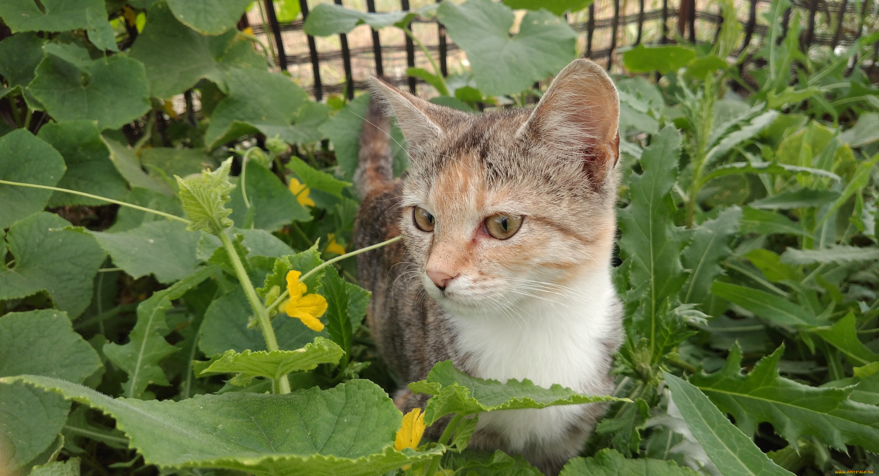 животные, коты, кошка