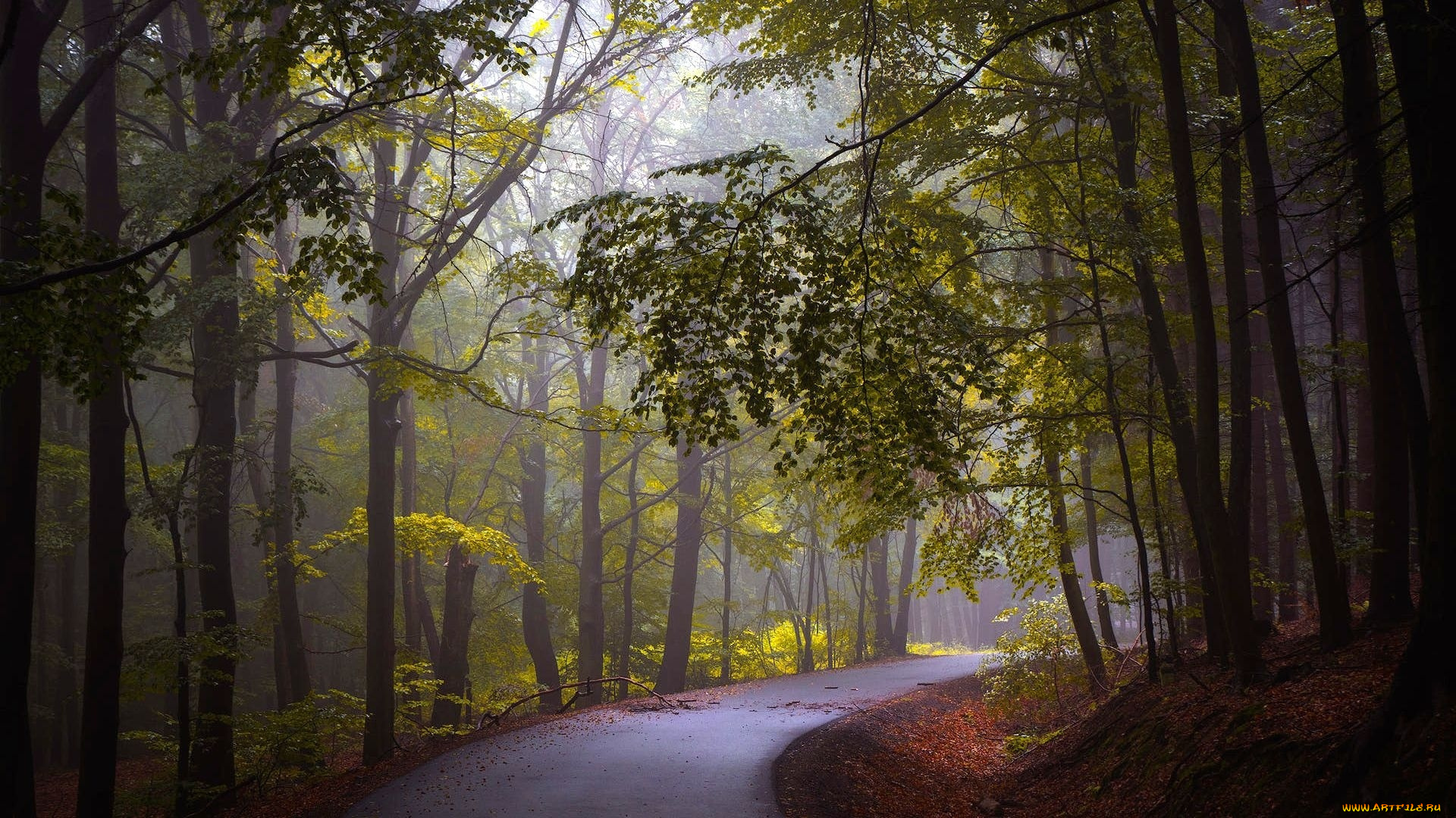 природа, дороги, дорога, лес