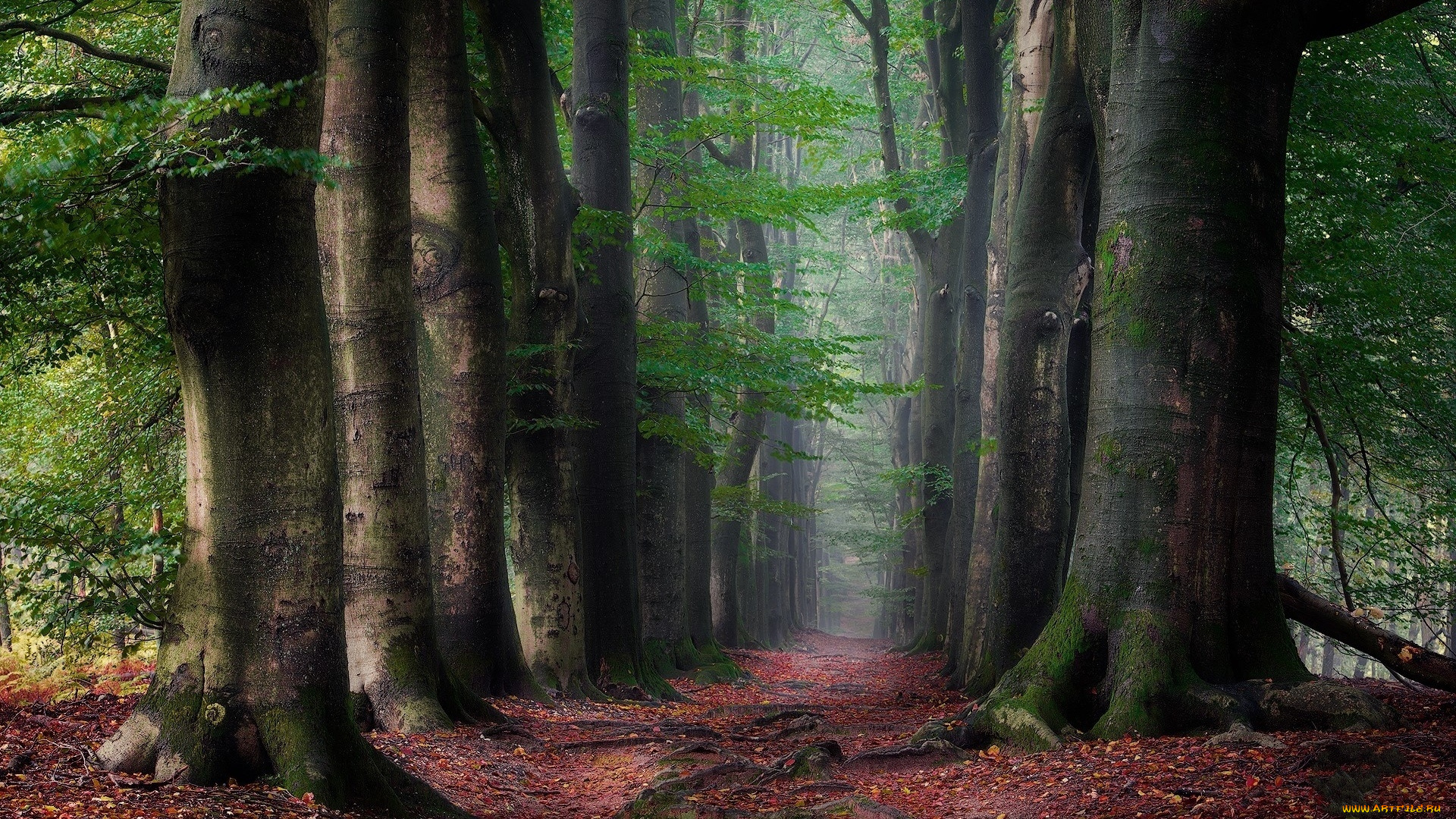 природа, лес, деревья