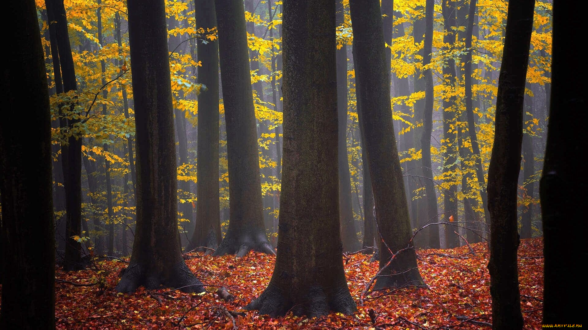 природа, лес, осень