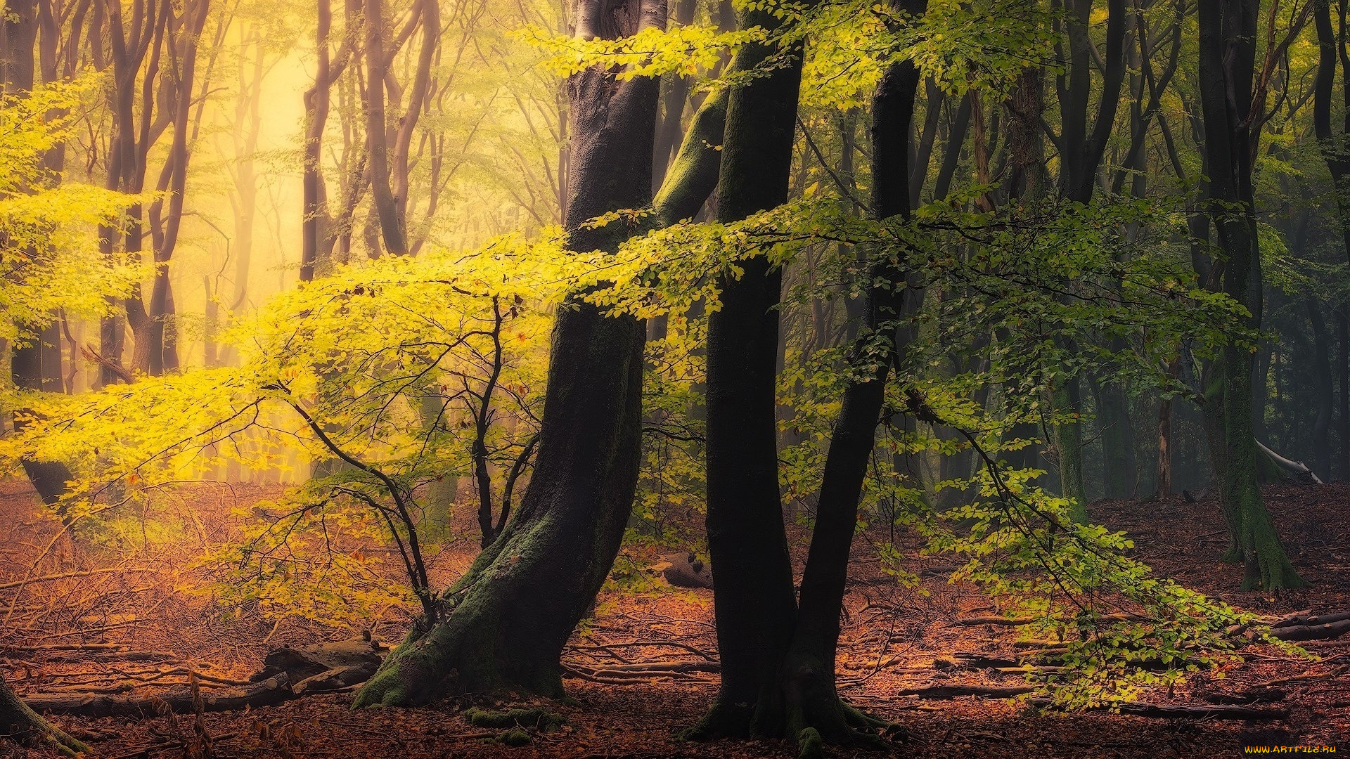 природа, лес, осень