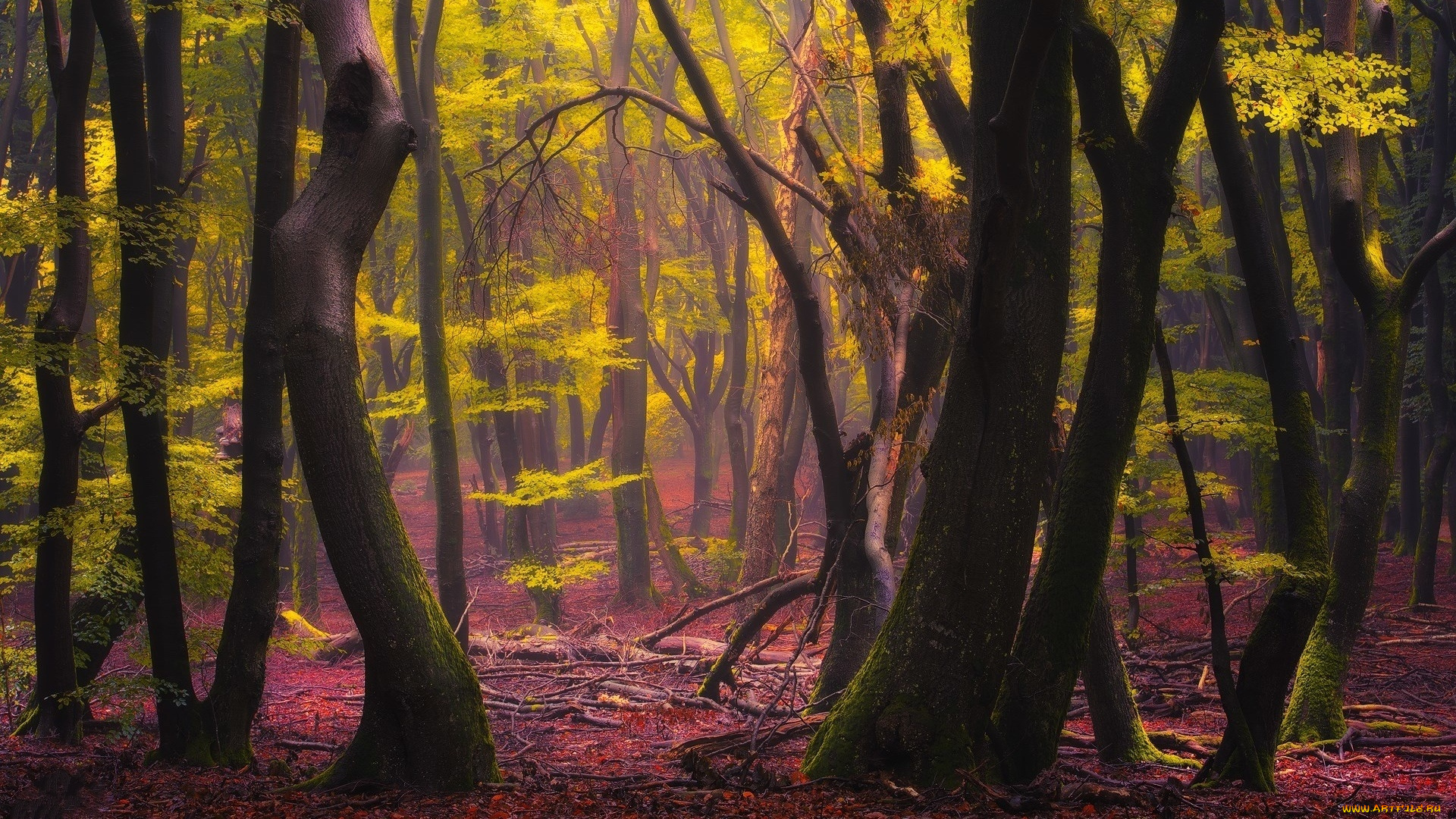 природа, лес, осень