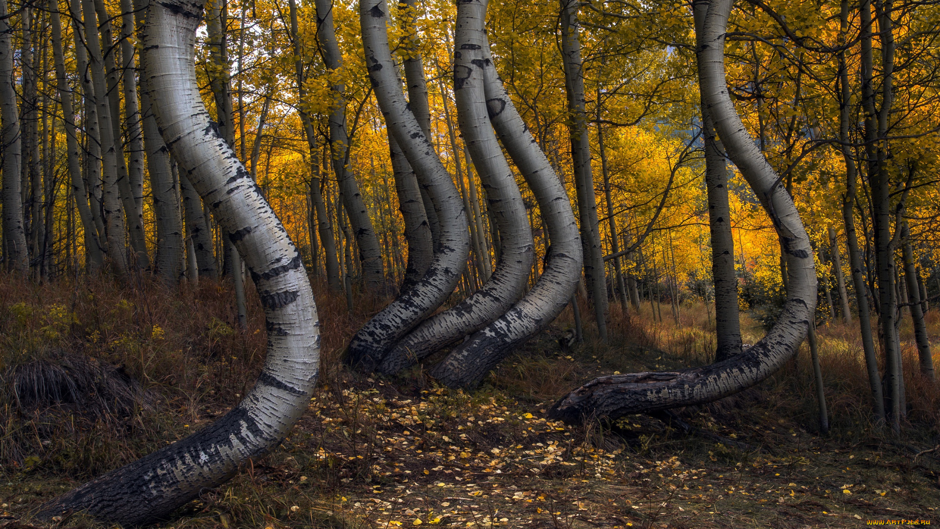 природа, лес, осень, берёзы, роща