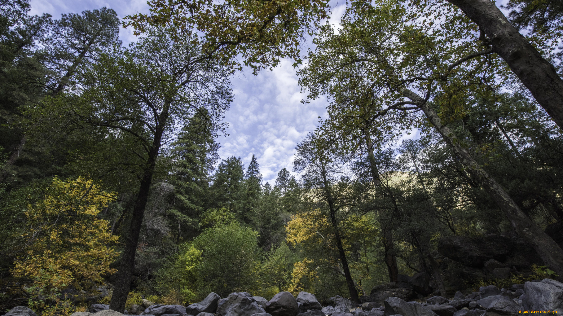 природа, лес, простор