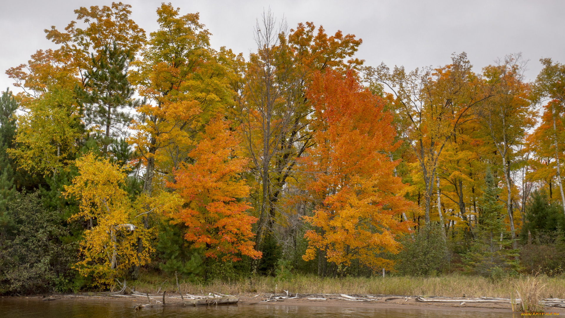 природа, лес, простор