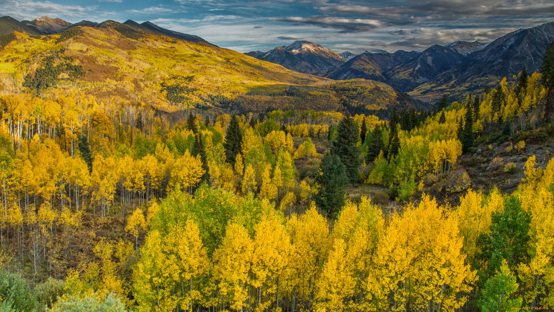 природа, лес, простор