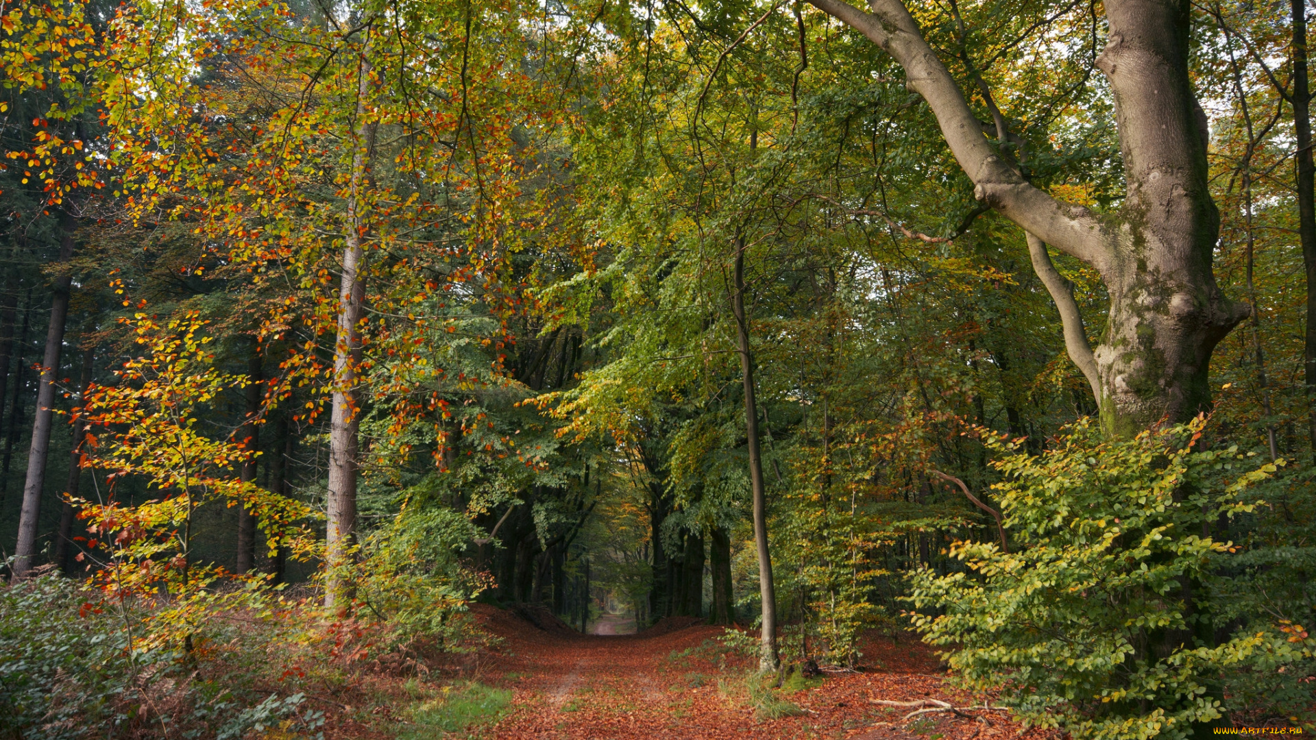 природа, лес, простор