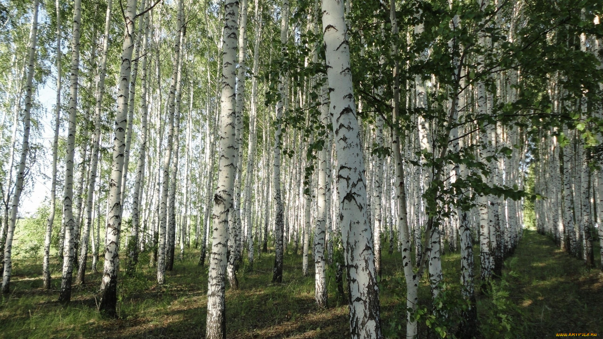 природа, лес, роща, берёзы