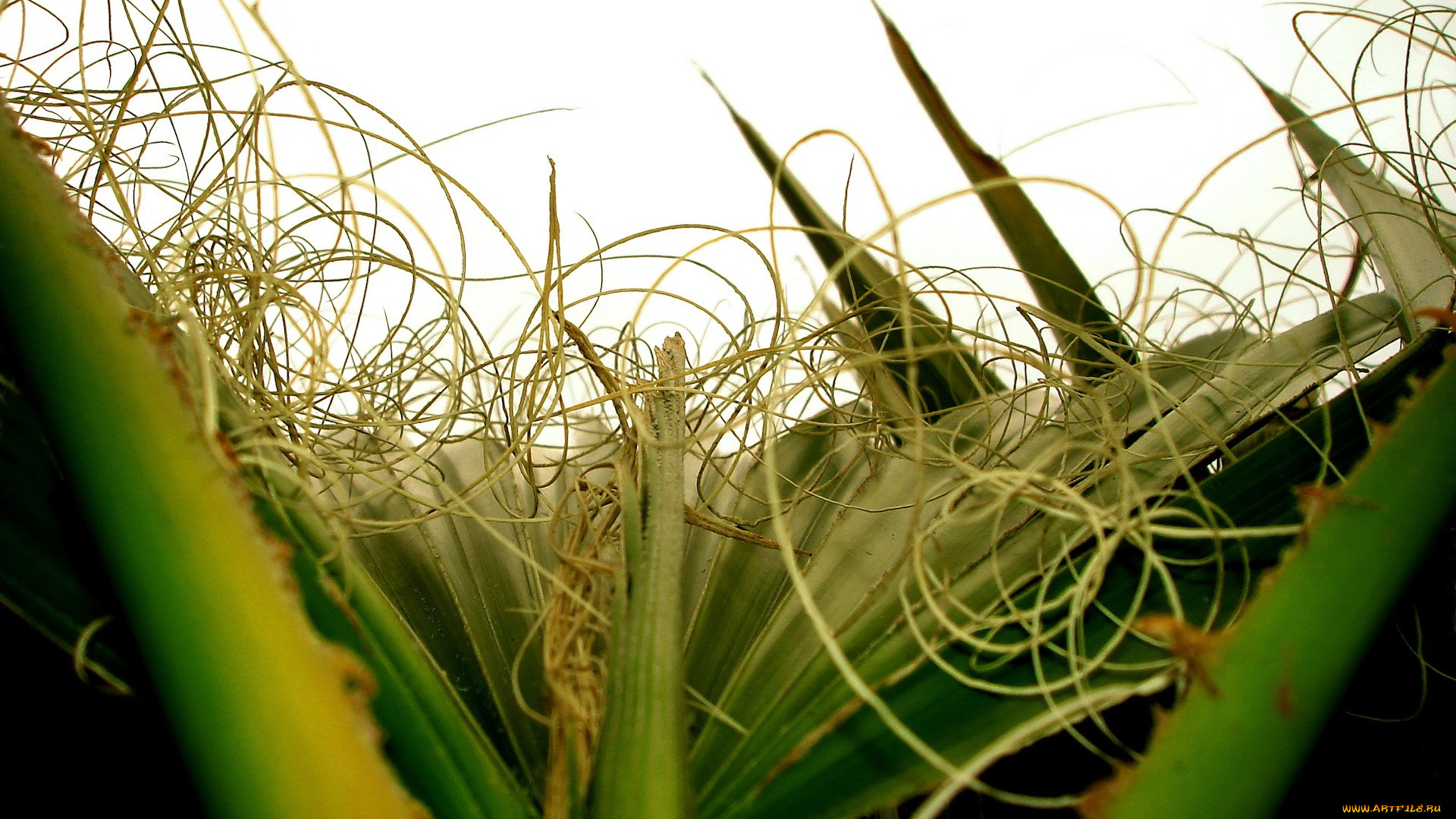 природа, листья, усики, макро