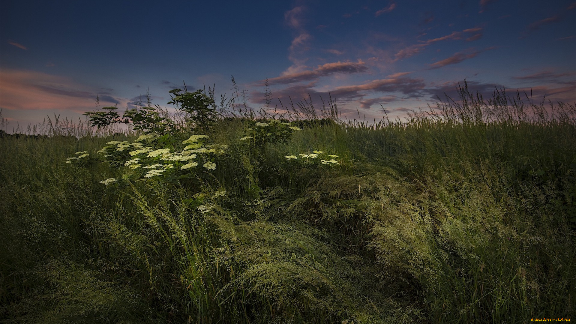 природа, луга, простор