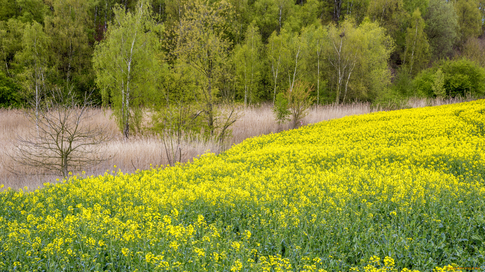 природа, луга, простор