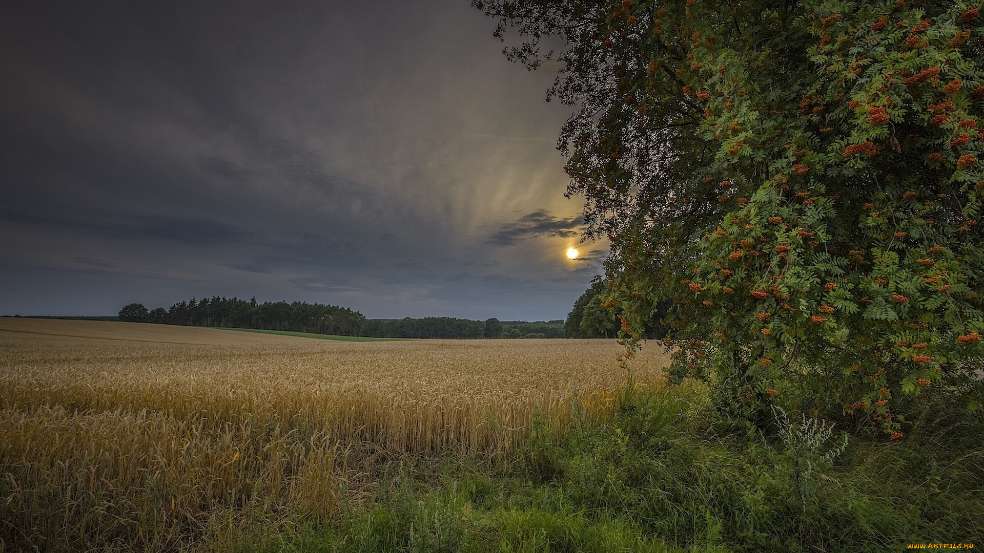 природа, поля, простор