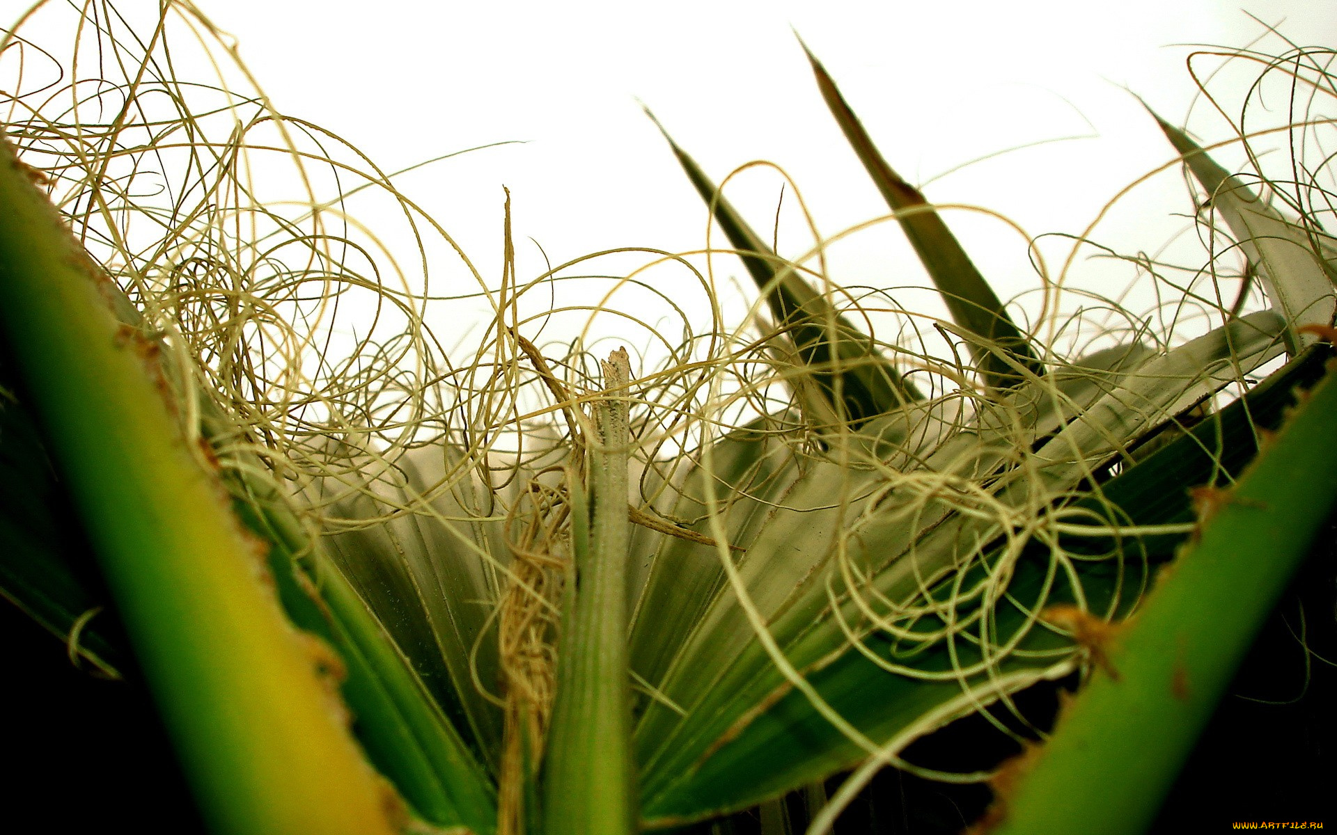 природа, листья, усики, макро