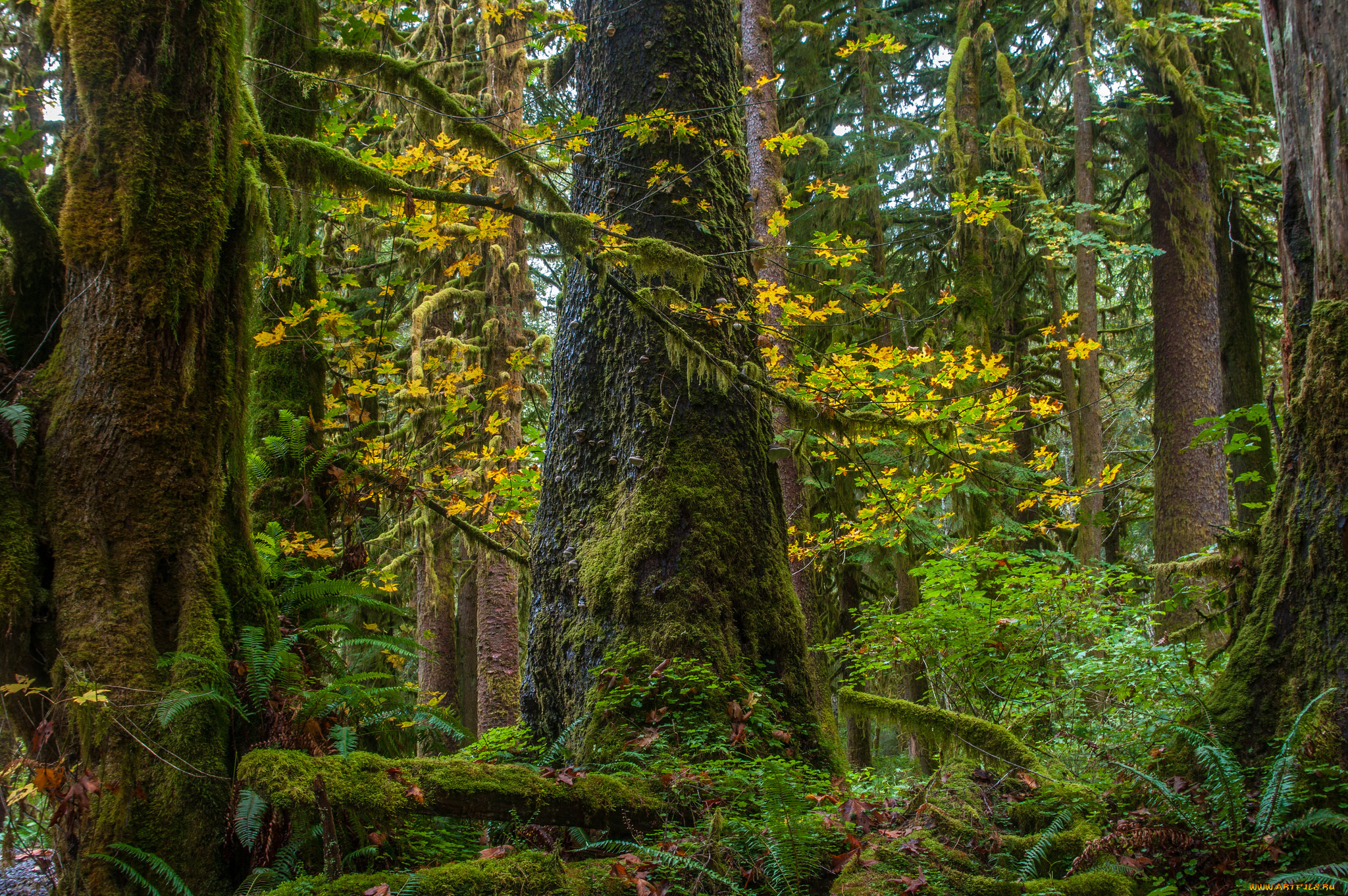 природа, лес, простор