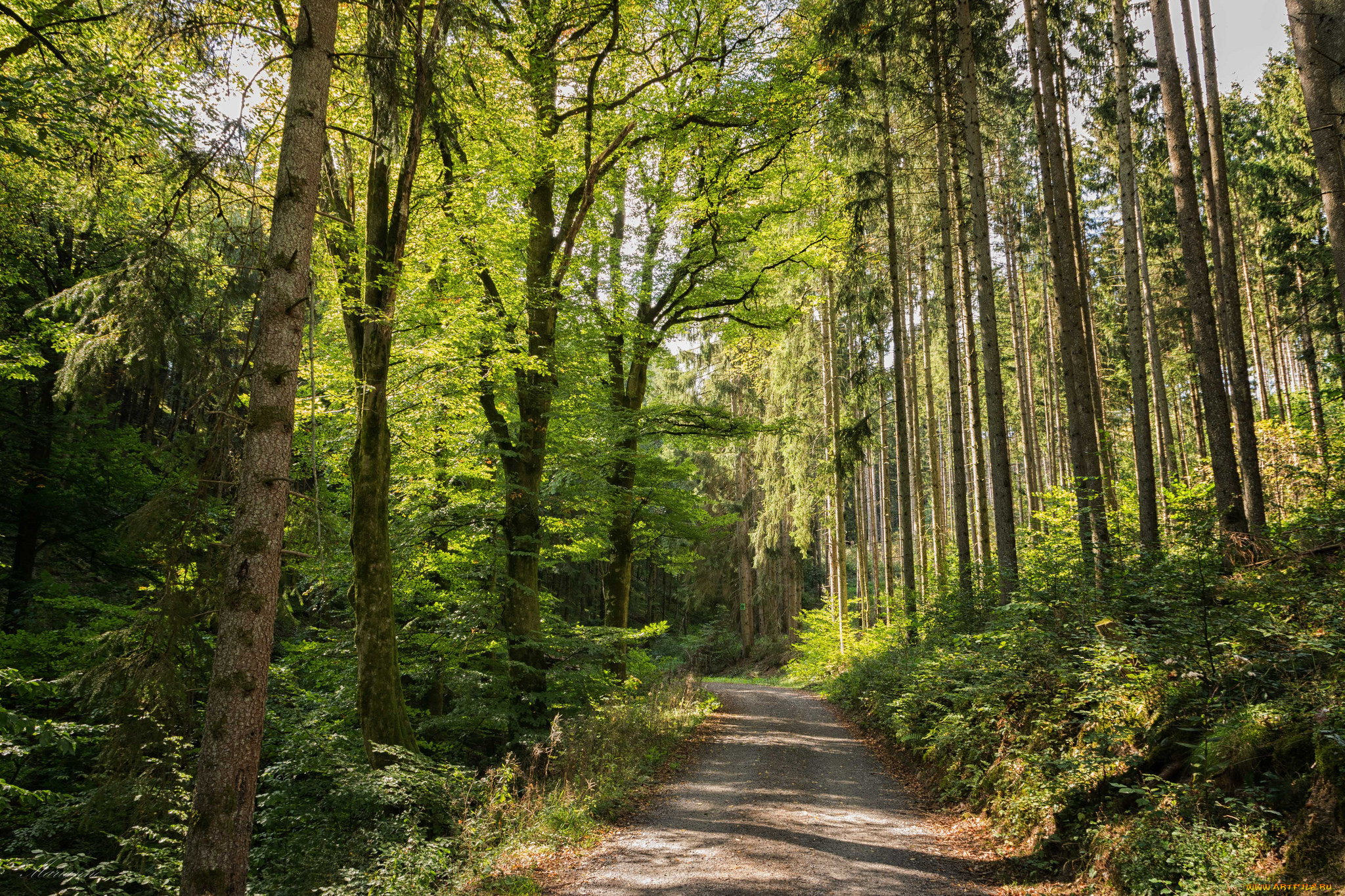 природа, дороги, простор