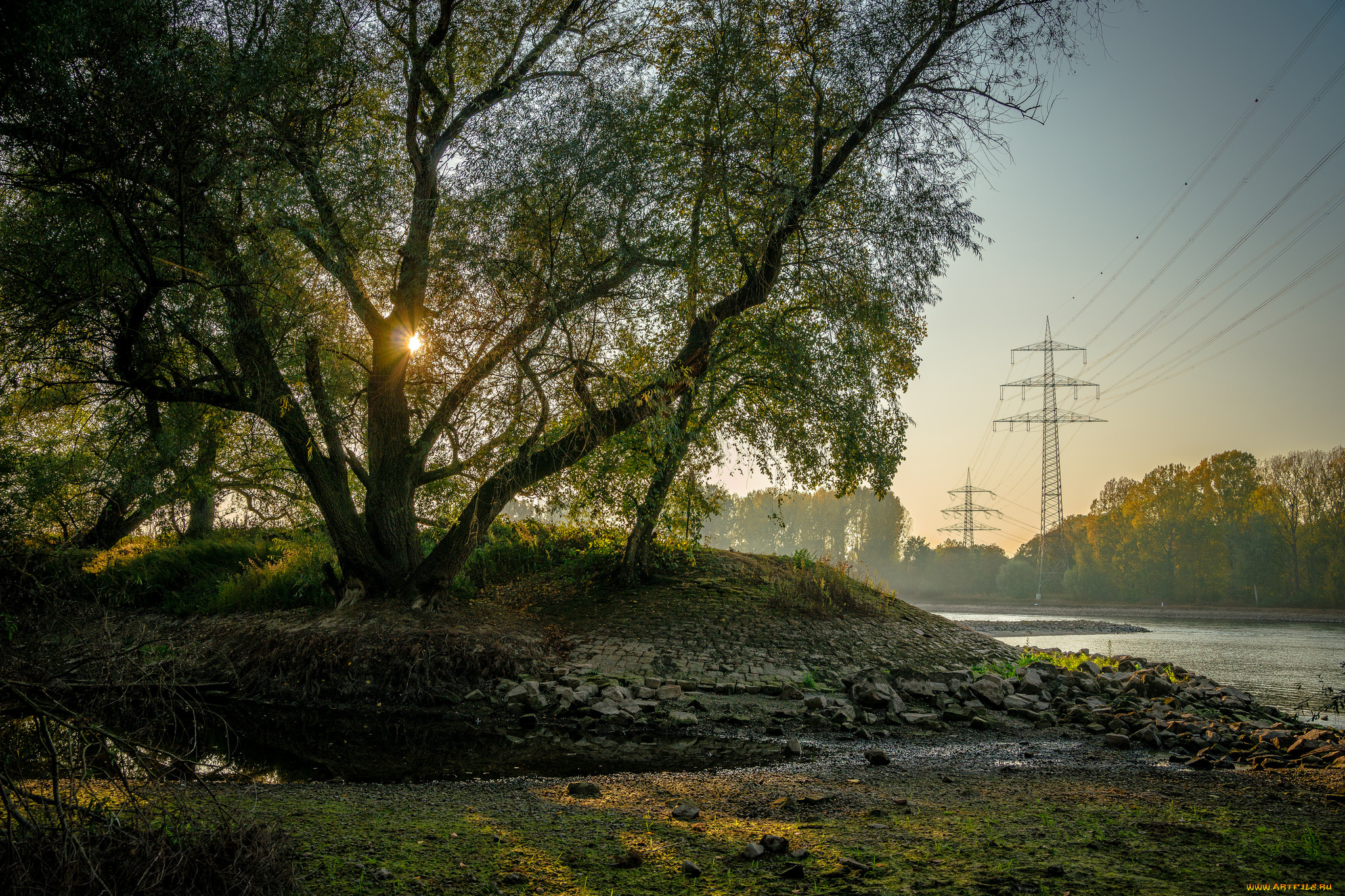 природа, лес, простор