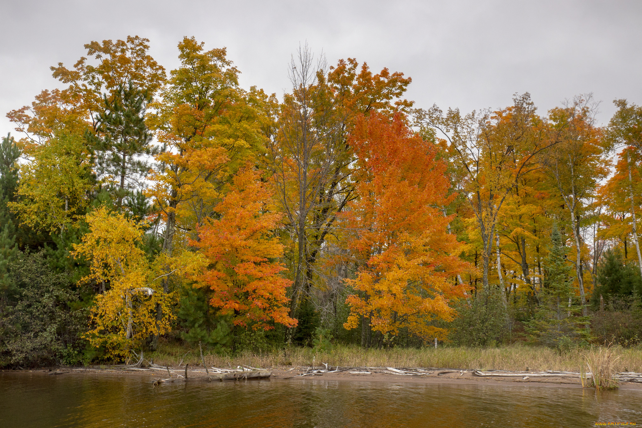 природа, лес, простор