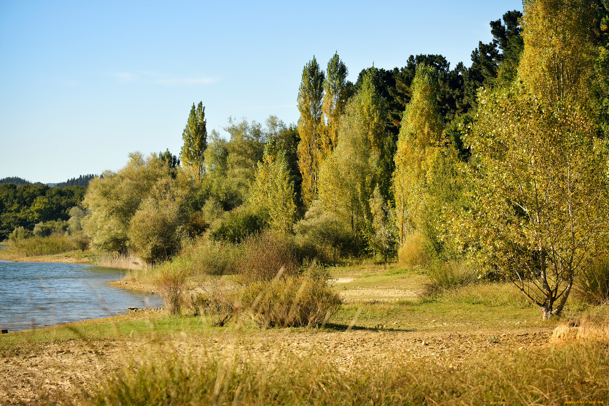 природа, лес, простор