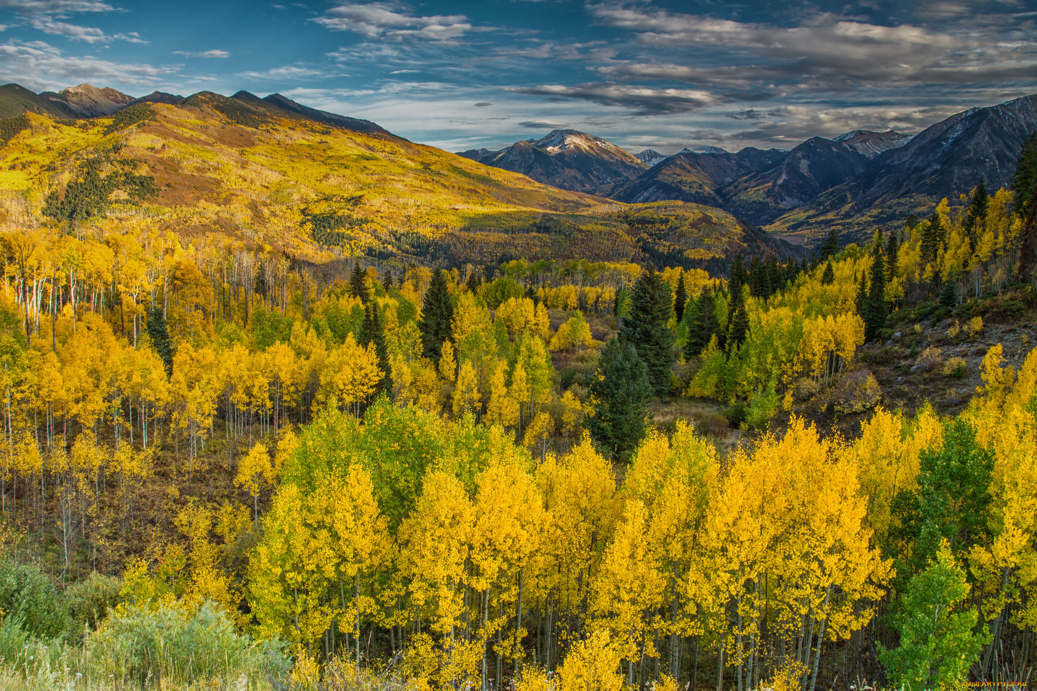 природа, лес, простор