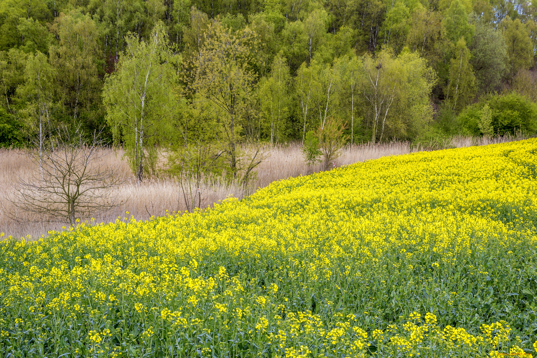природа, луга, простор