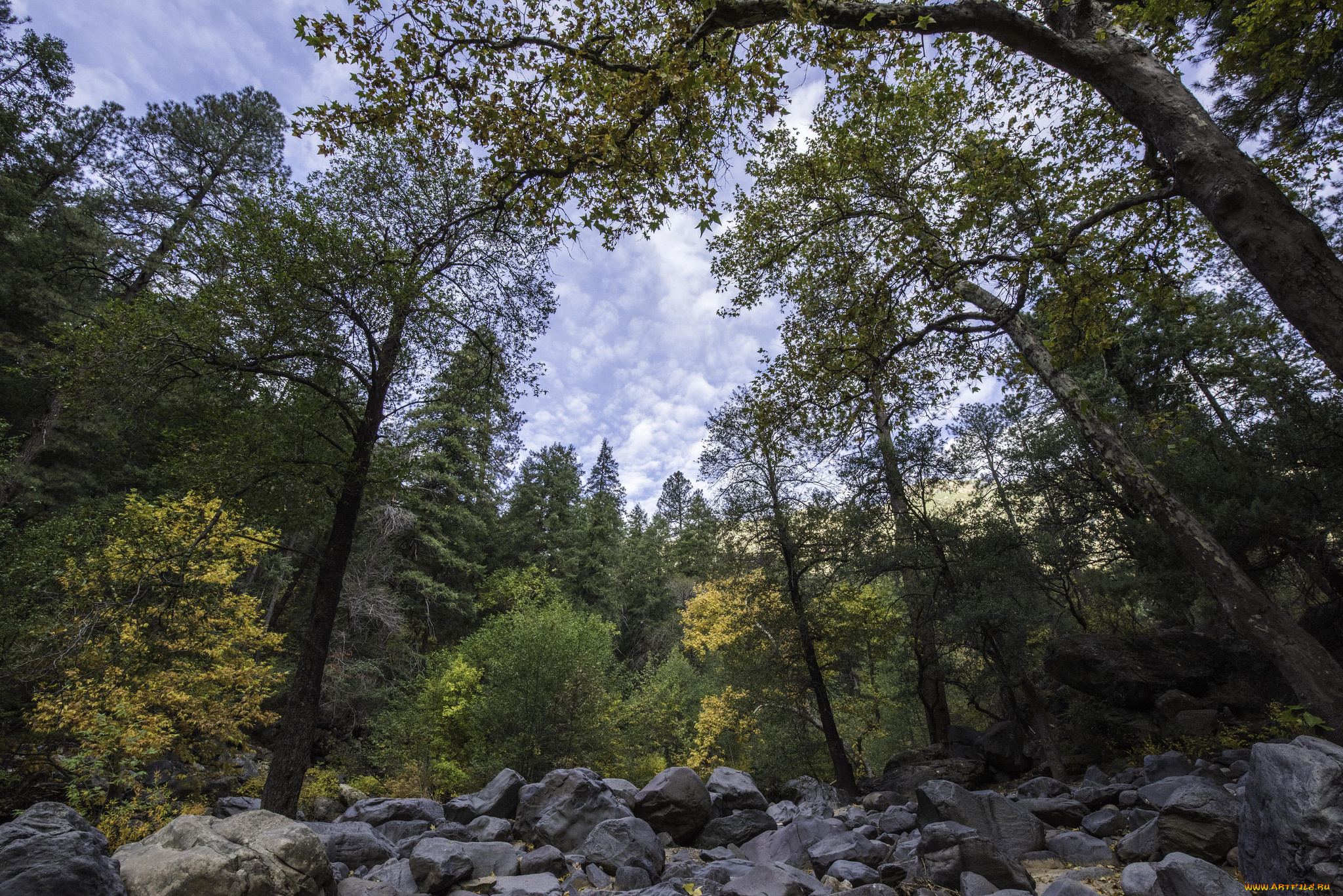 природа, лес, простор