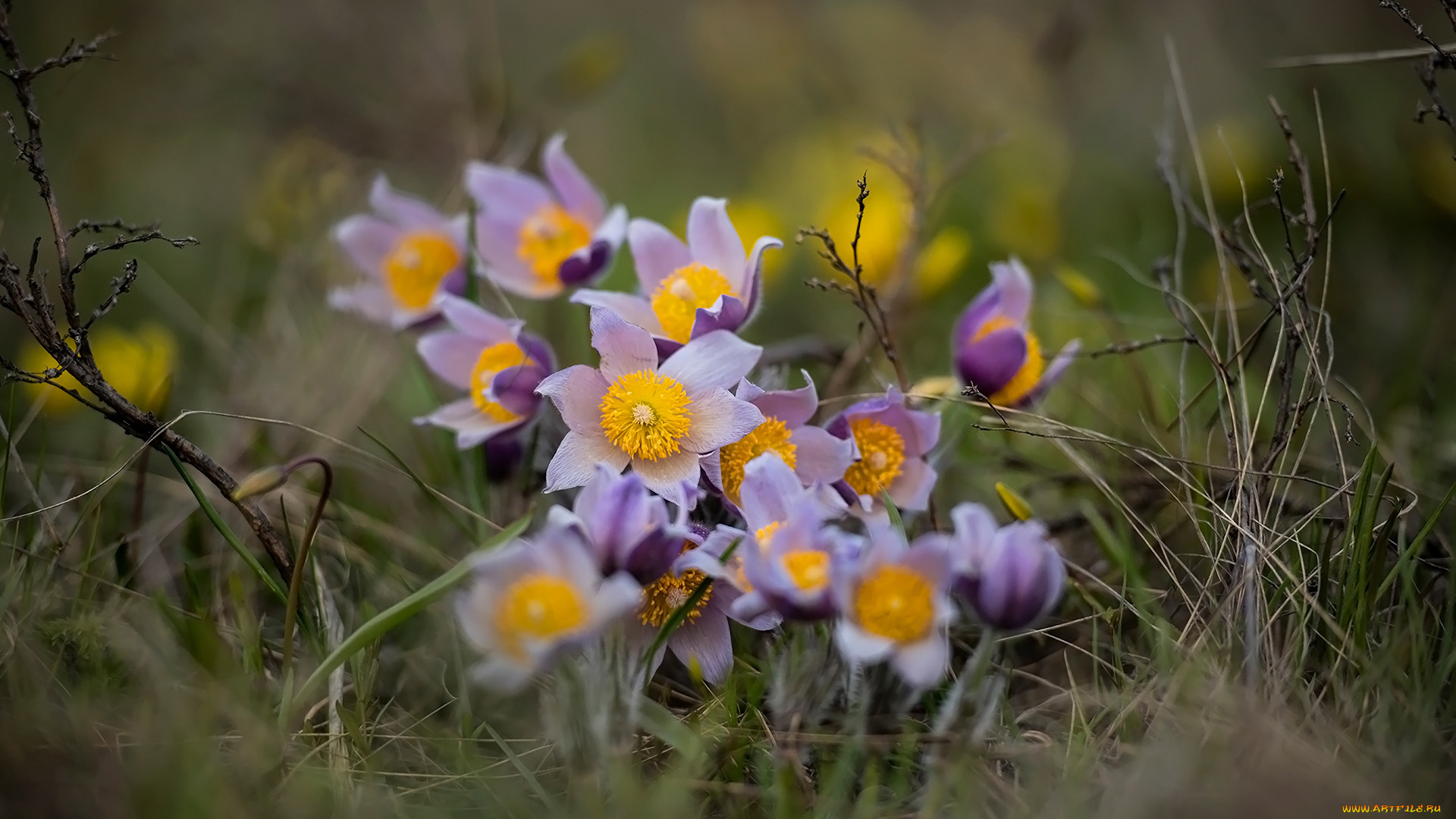 цветы, анемоны, , сон-трава, сон-трава