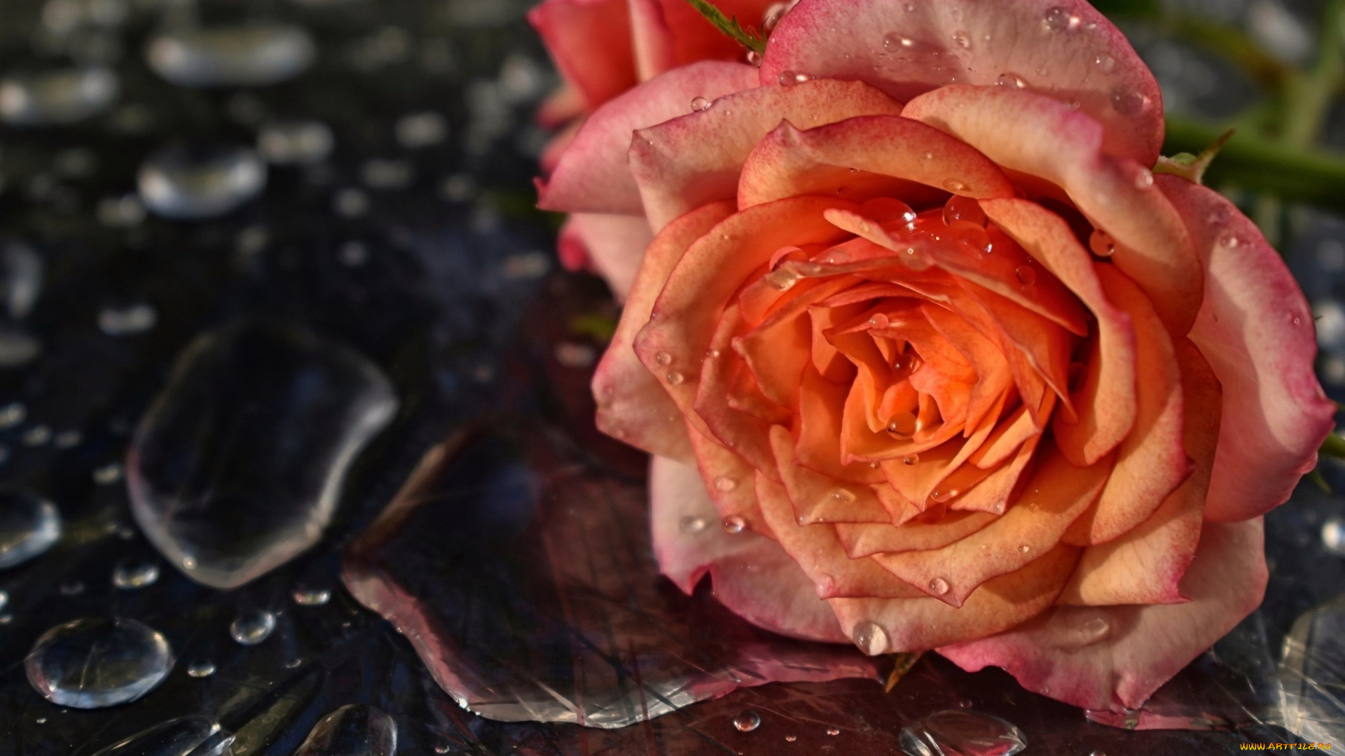 цветы, розы, роза, вода, капли