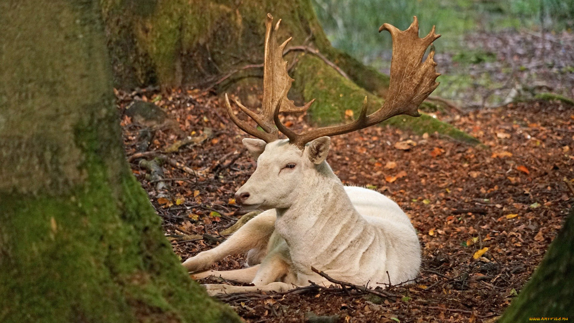 олень, альбинос, животные, олени, олень, альбинос, китопарнокопытные, рога, белый, аномалия, оленевые, млекопитающие