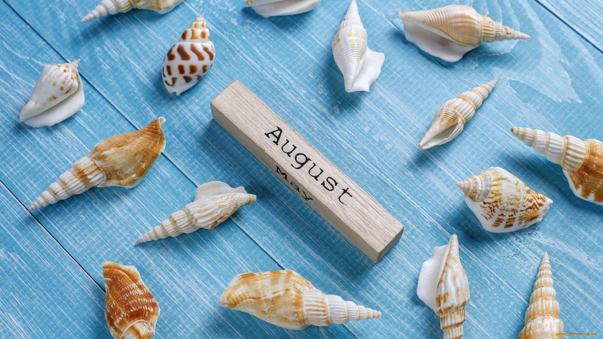 разное, ракушки, , кораллы, , декоративные, и, spa-камни