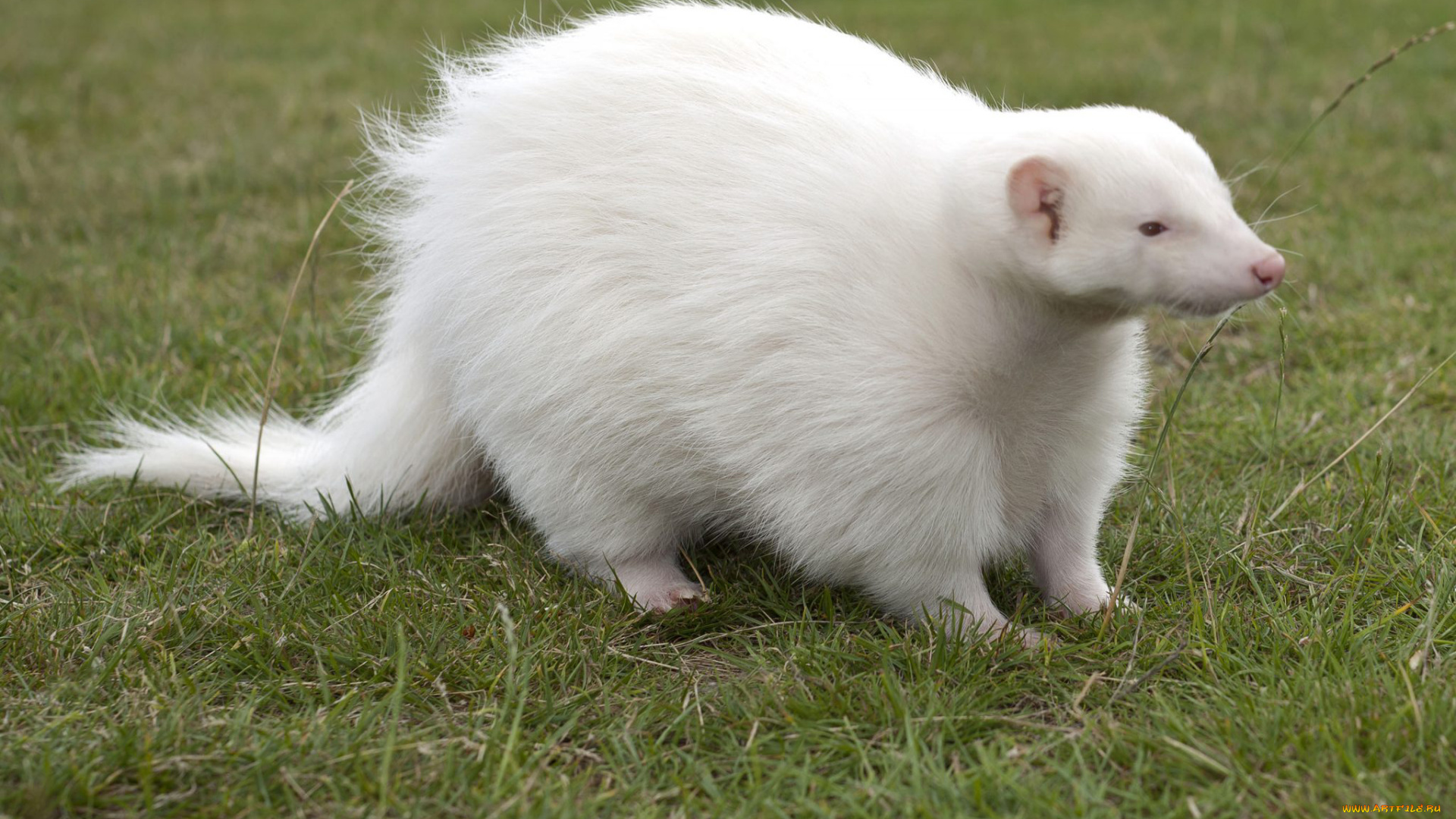 росомаха, альбинос, животные, росомахи, росомаха, альбинос, белая, аномалия, животное, хищник, млекопитающее, куньи, опасное, мех, когти