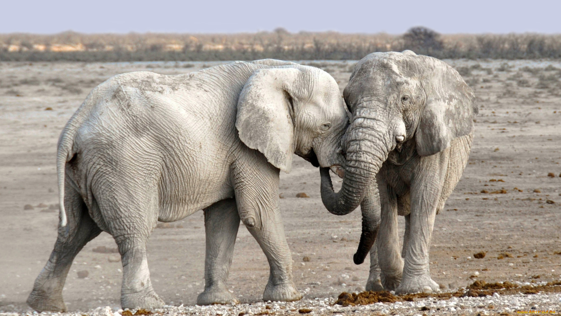 слоны, альбиносы, животные, слоны, слон, альбинос, слоновые, хоботные, млекопитающие