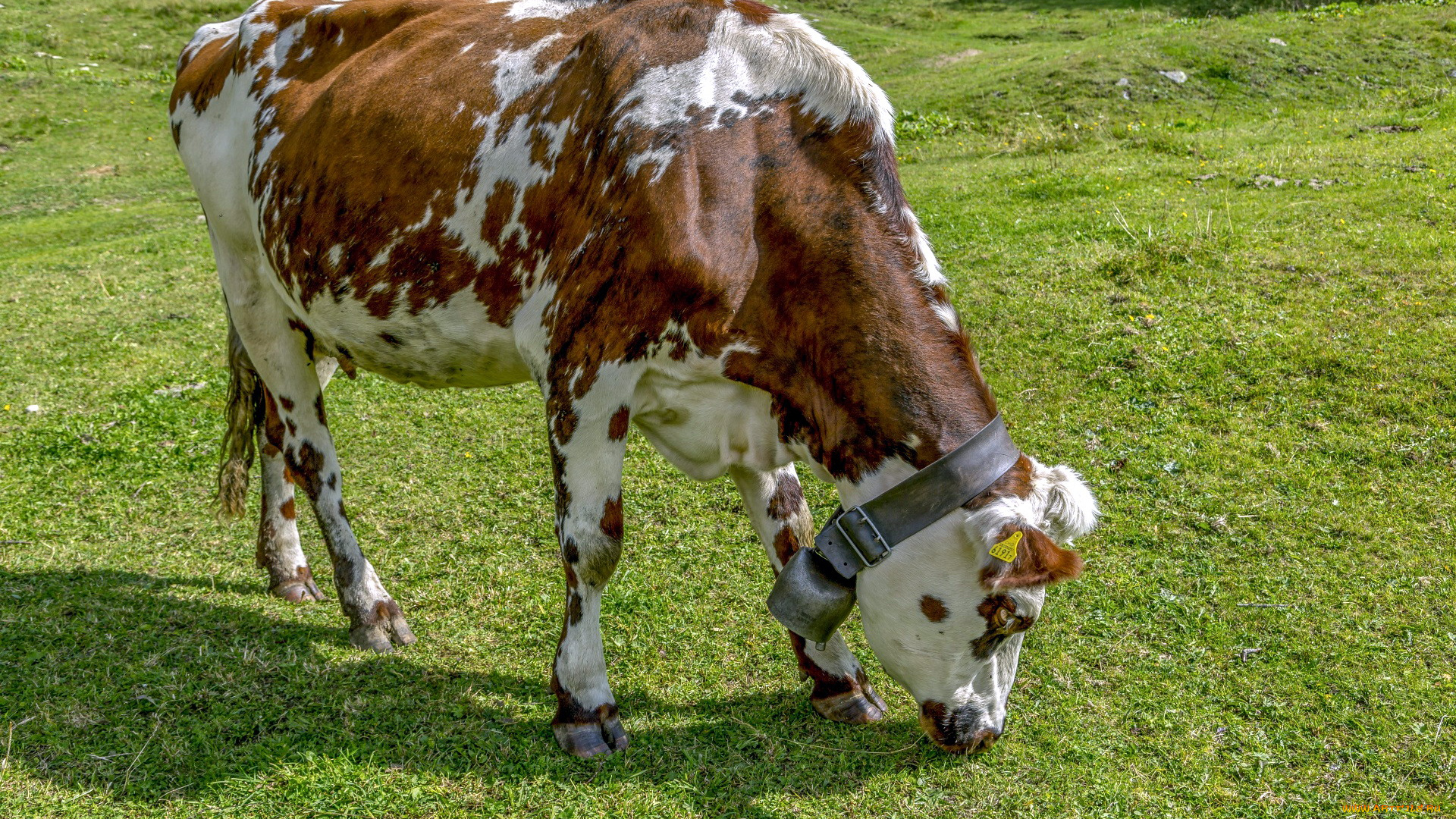 животные, коровы, , буйволы, alpine, milk, cow