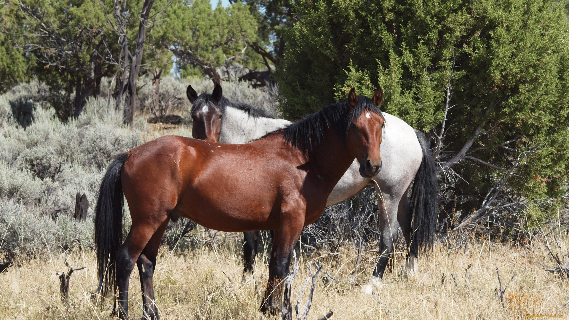 животные, лошади, пара, трава, деревья